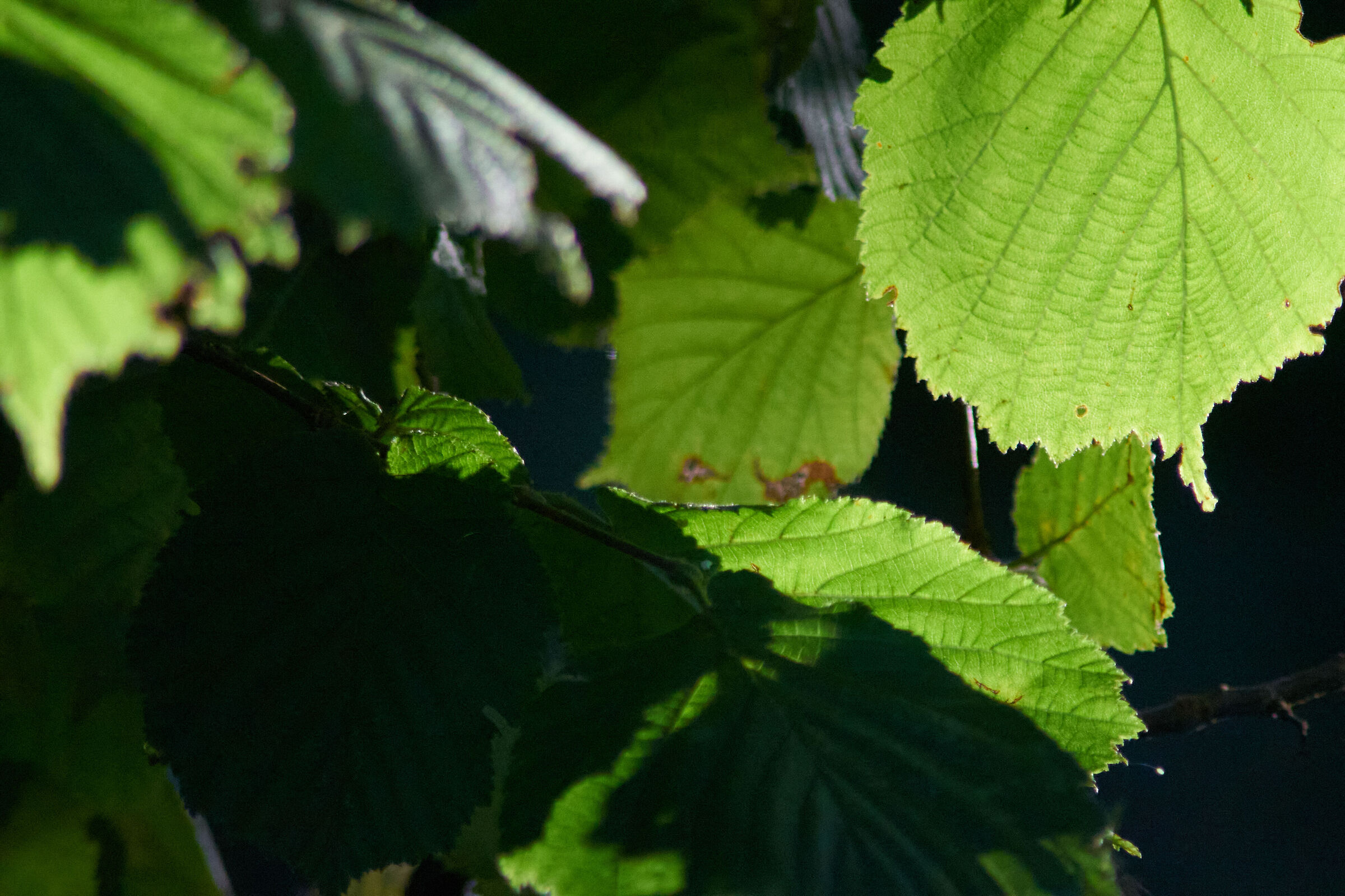 leaves in sunlight 5