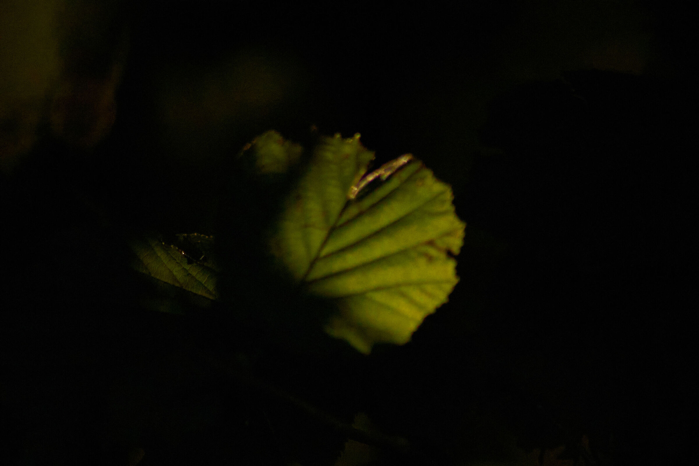 leaves in the shade 1