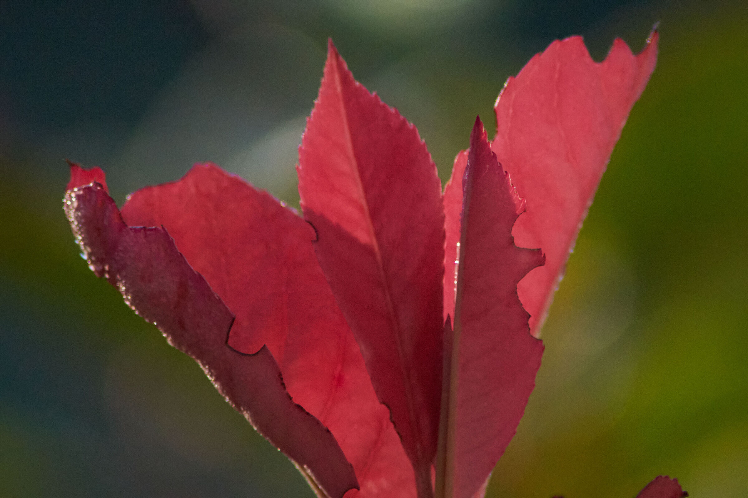 red leaves 1