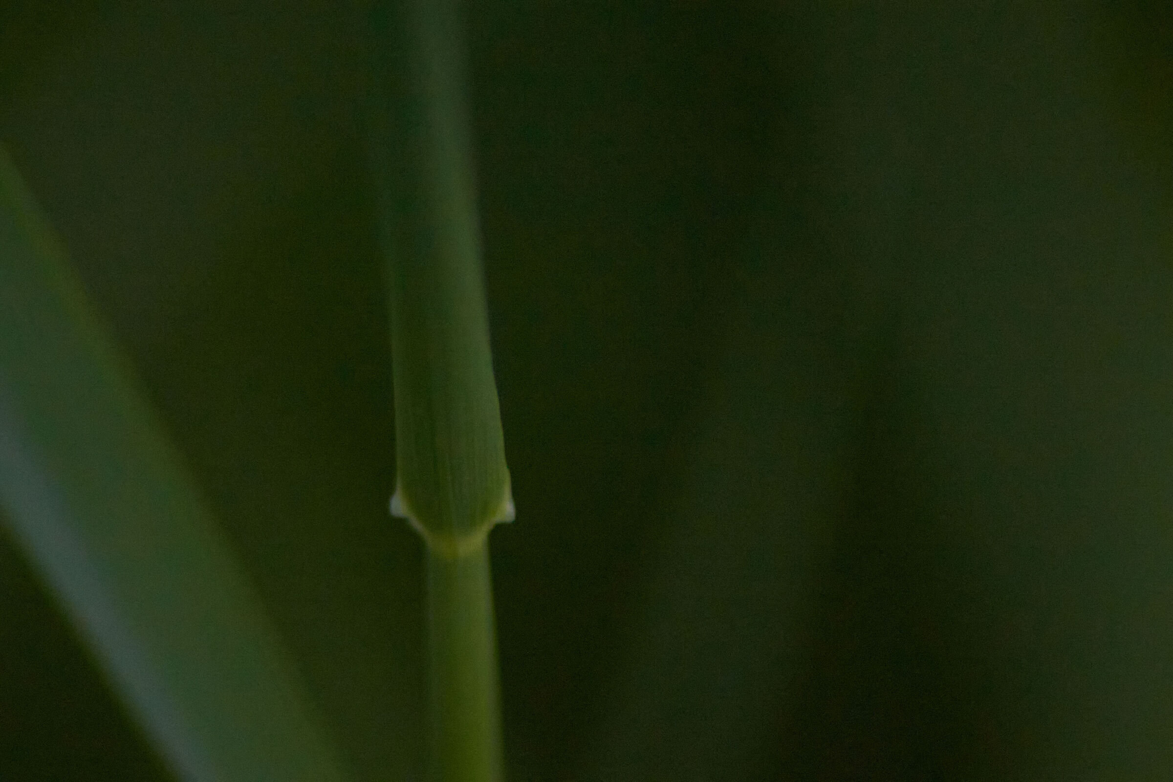 Flower Stem Macro 1