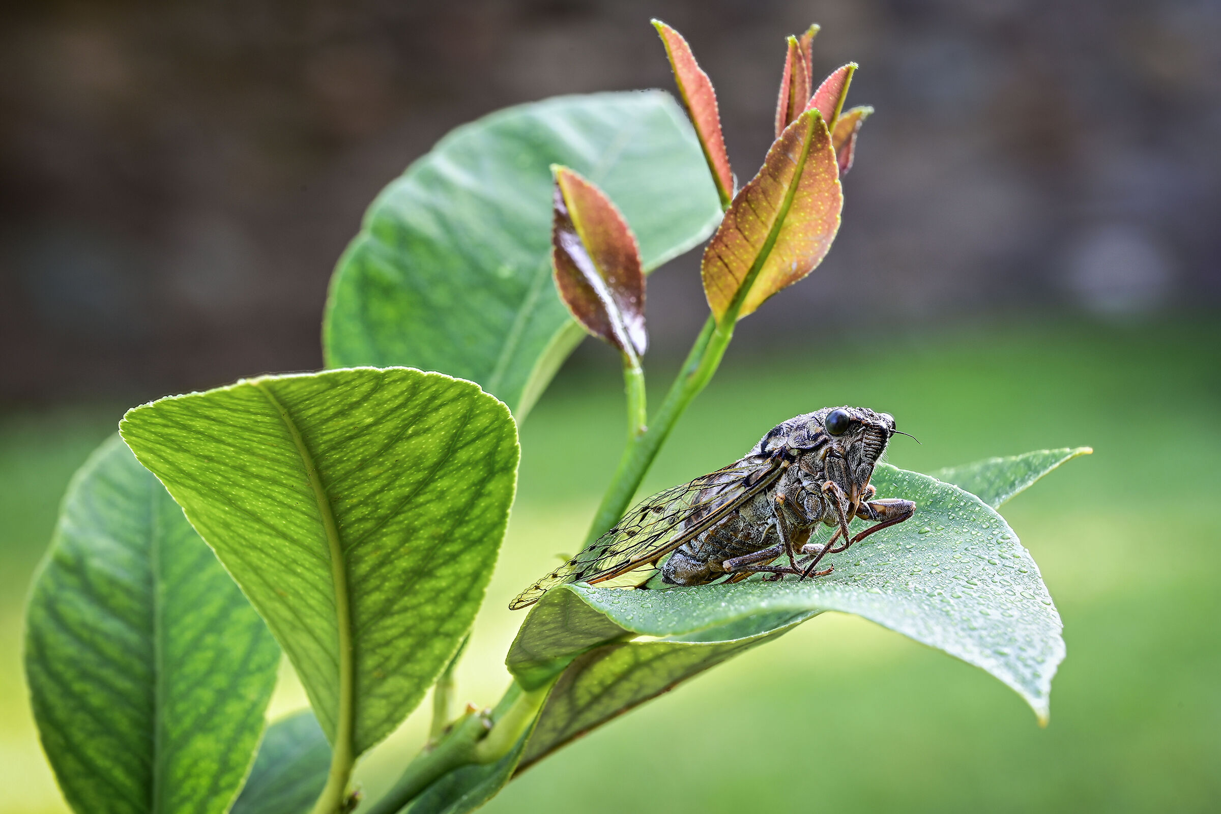 The cicada no longer sings