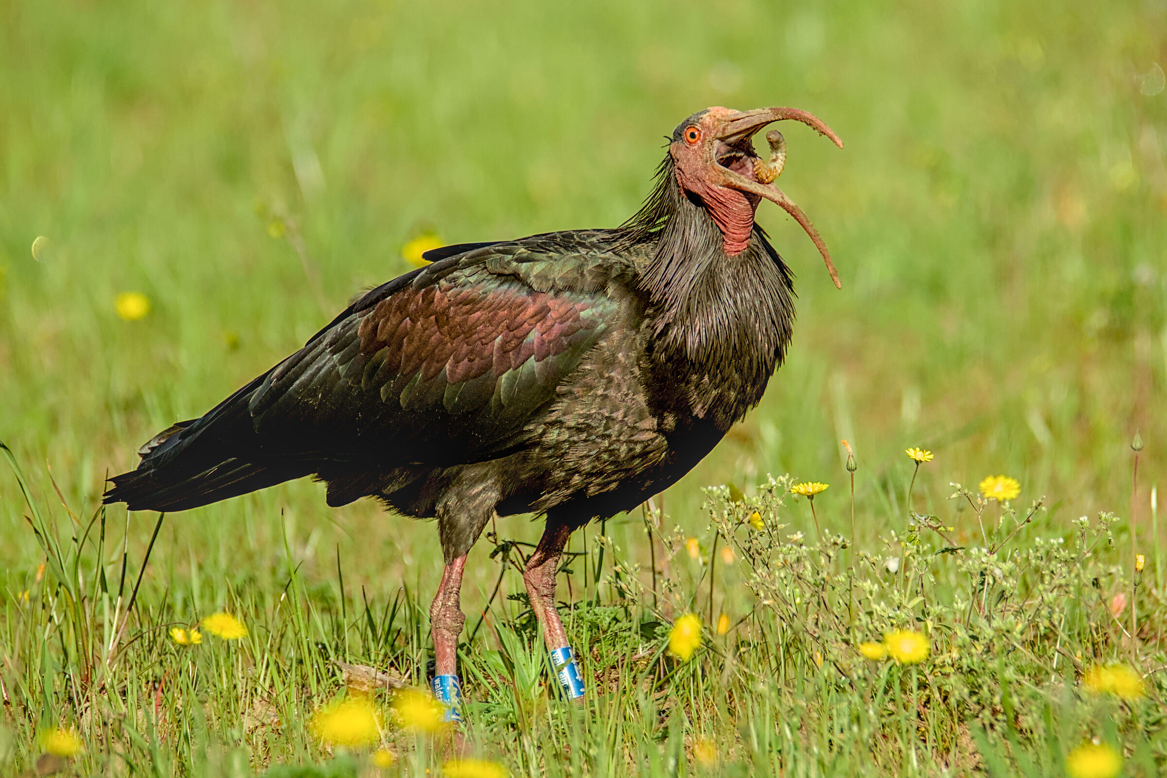 Northern Bald Ibis "Slimy but tasty!"