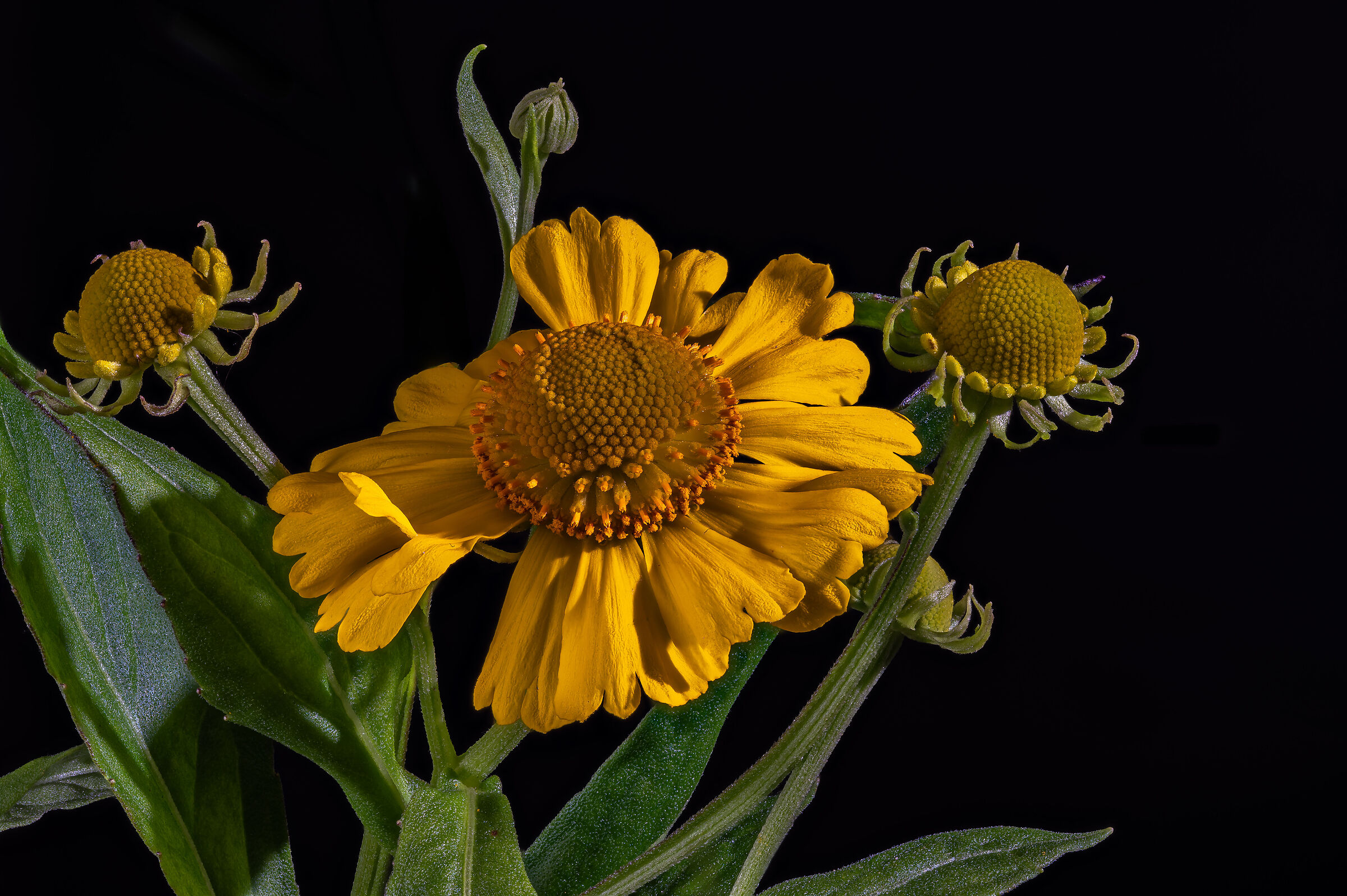 Helenium