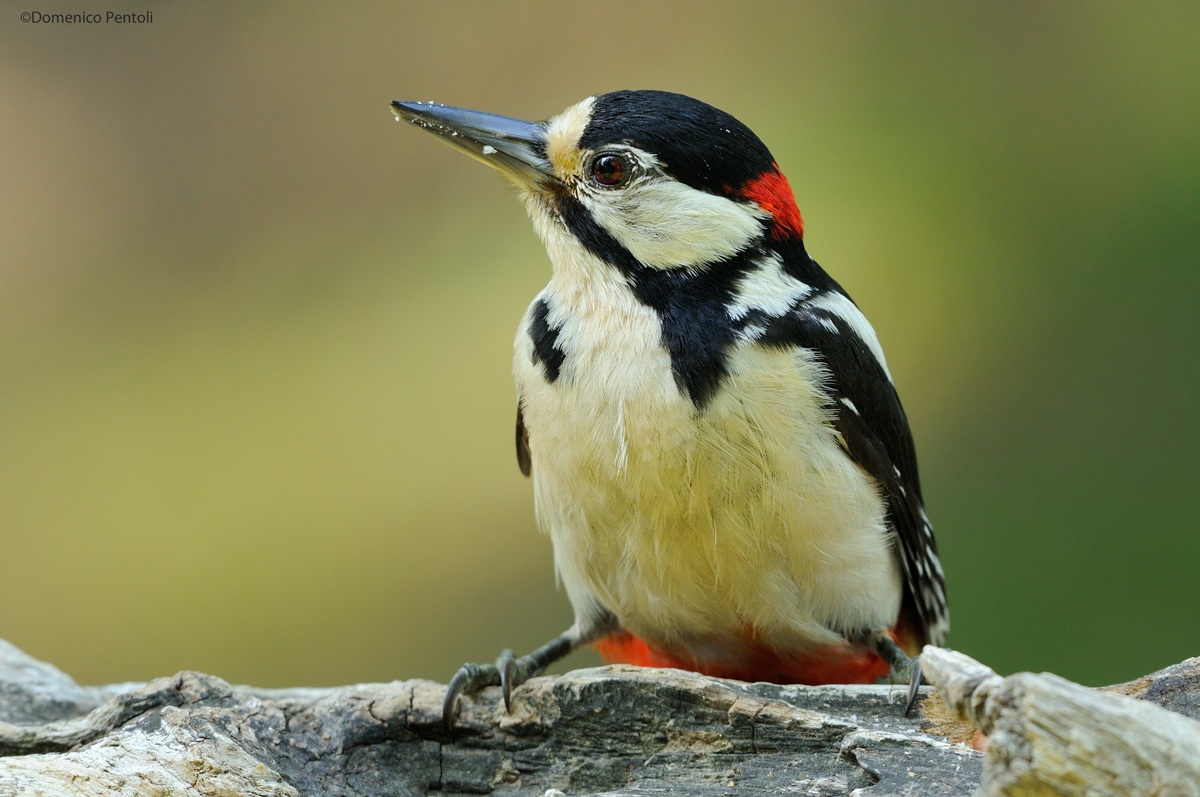 Great Spotted Woodpecker Male