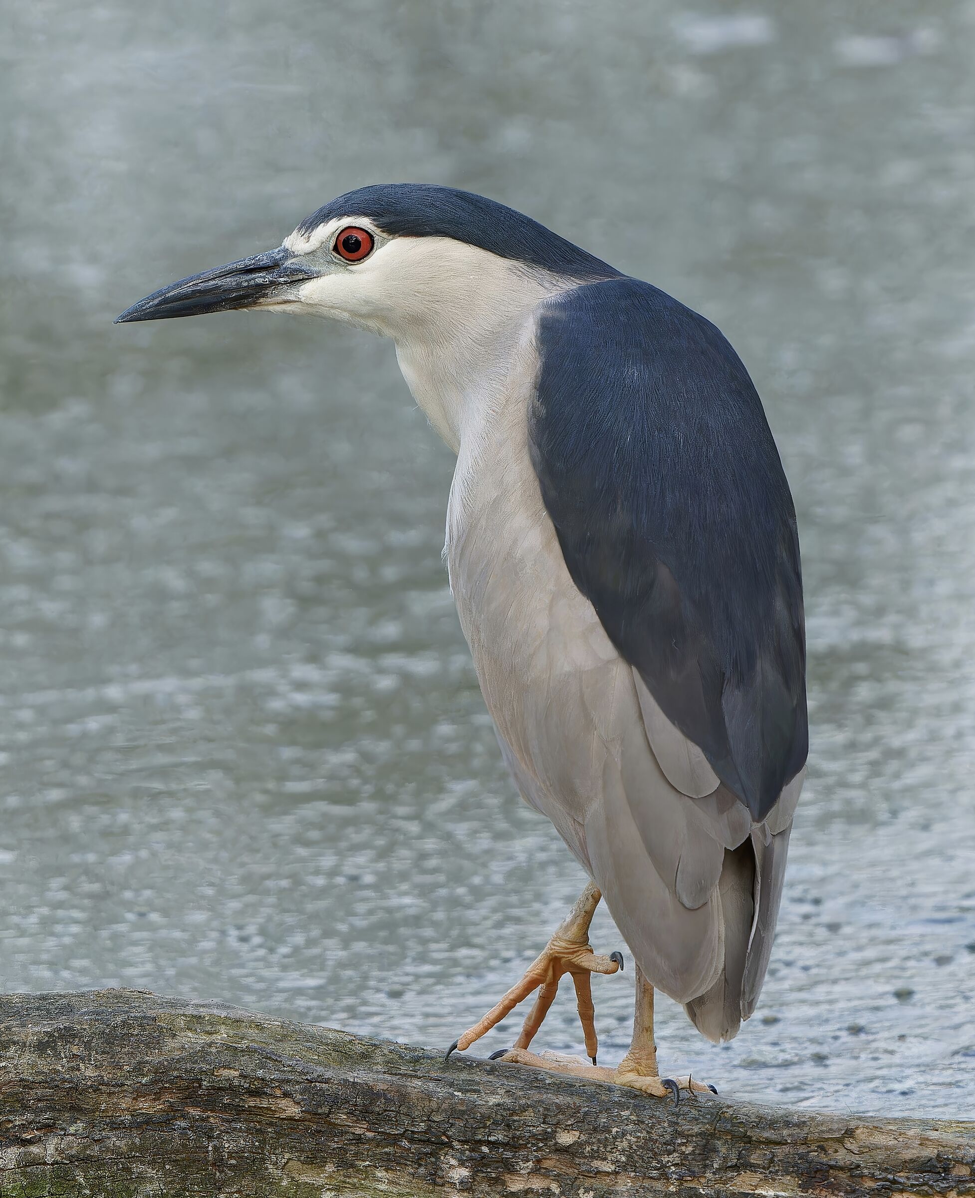 Night Heron
