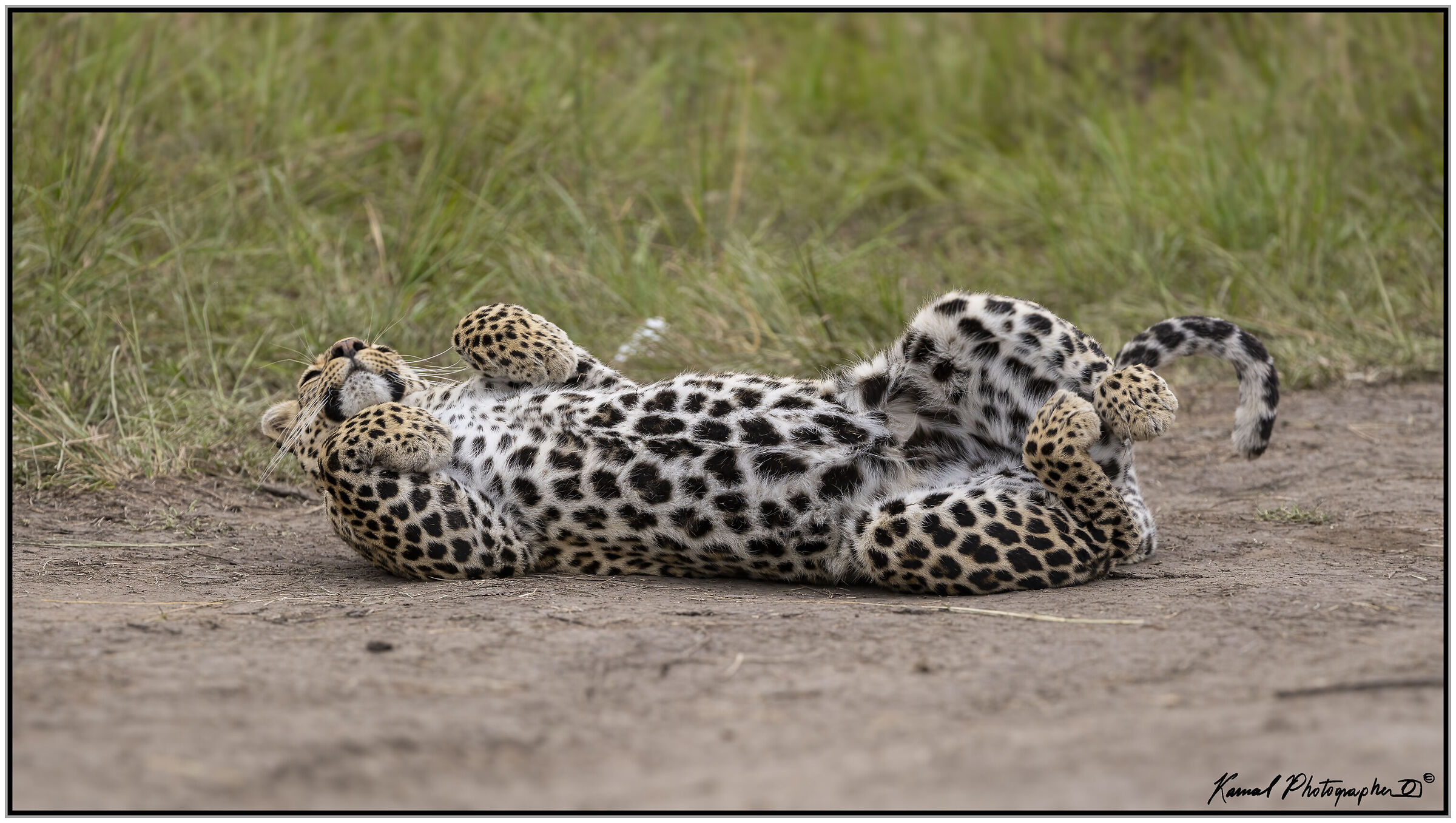 Leopardo(Panthera pardus)