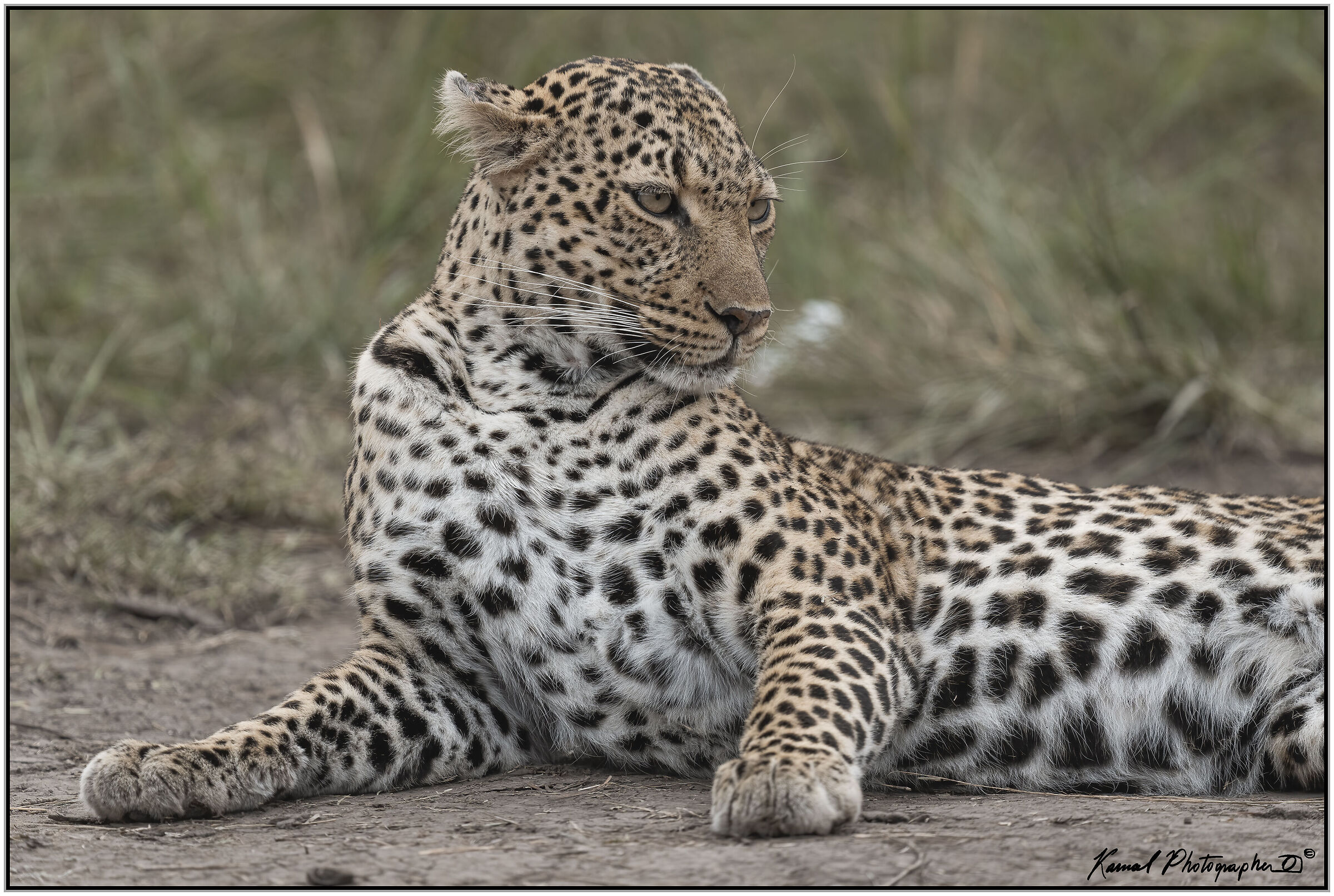 Leopardo(Panthera pardus