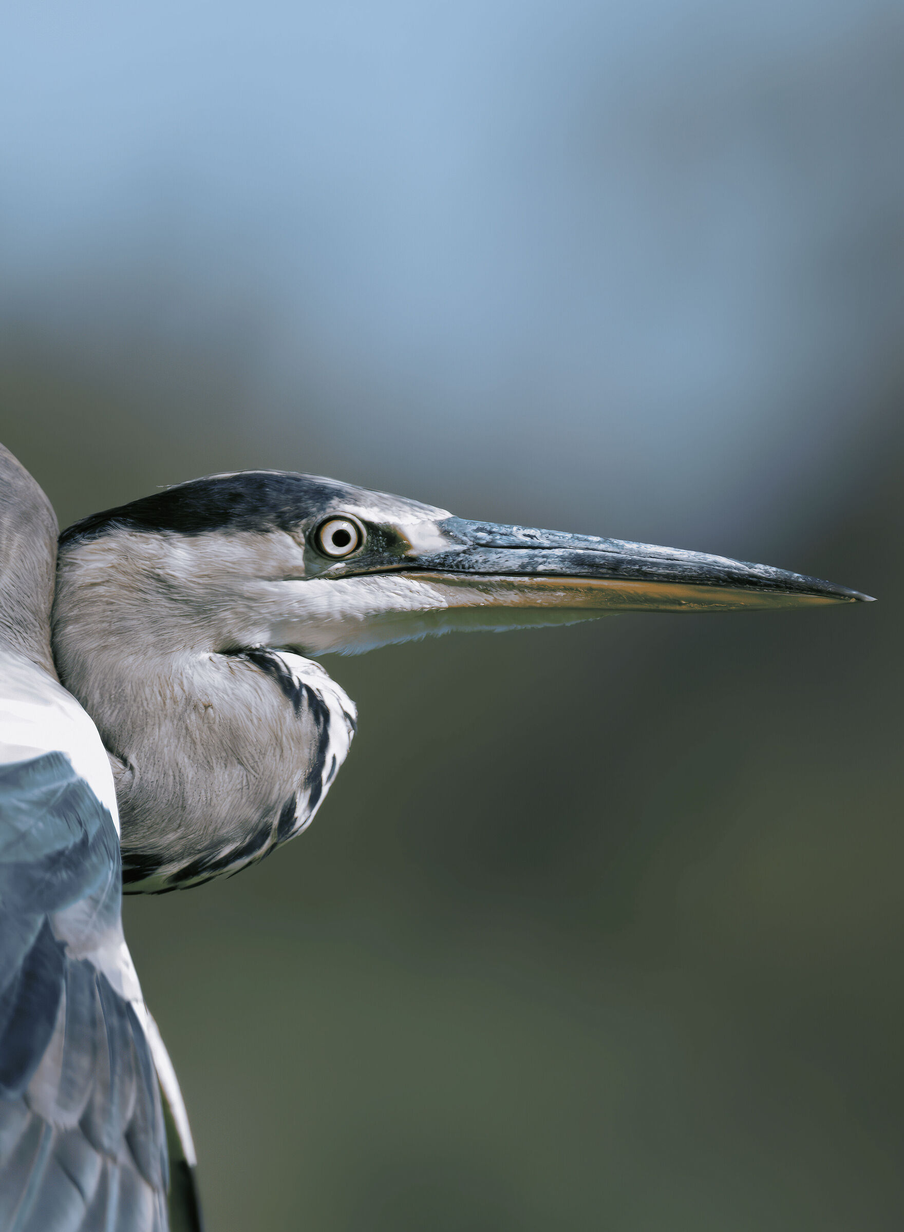 Close-up of the grey heron