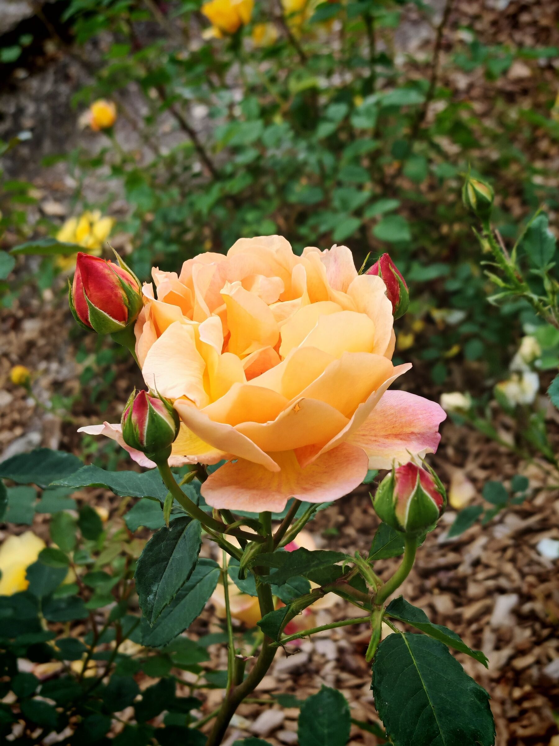 The Queen with her 4 Bishops