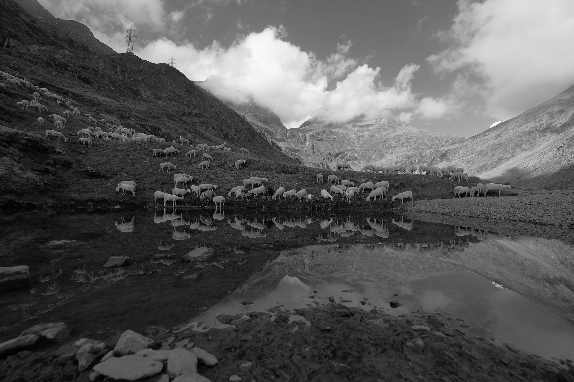 Gregge al Barbellino