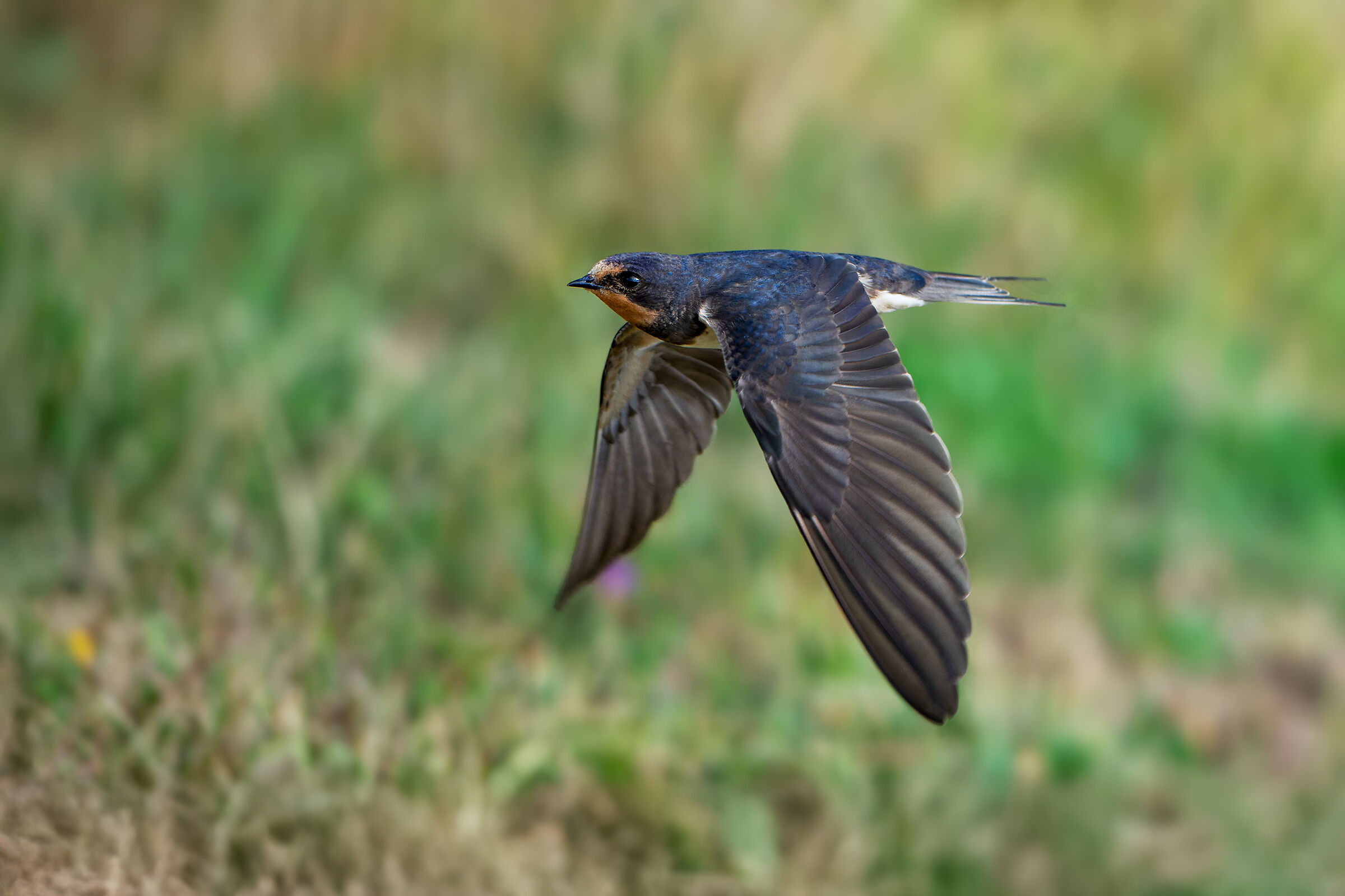 Swallow
