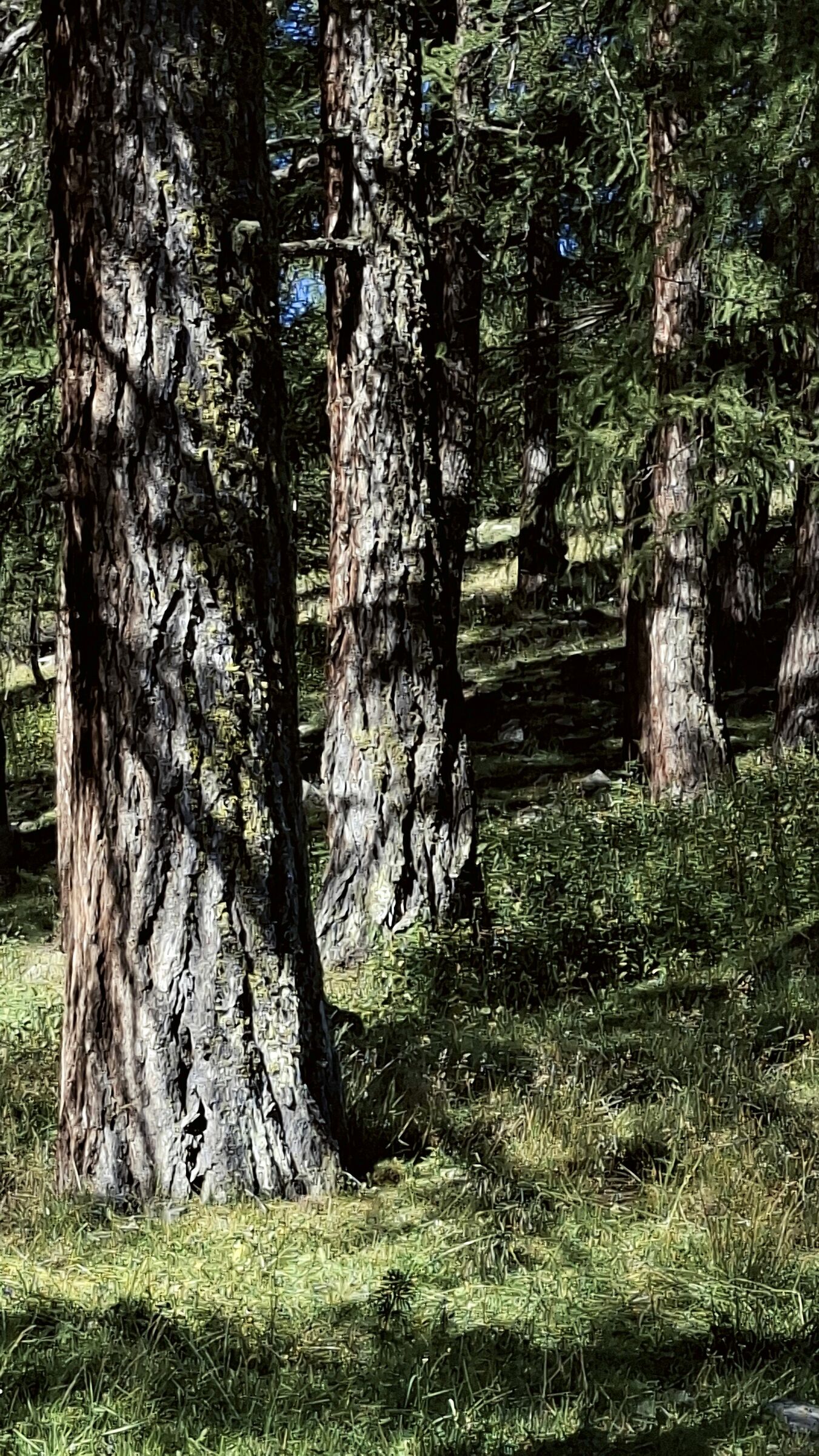 Fra gli alberi