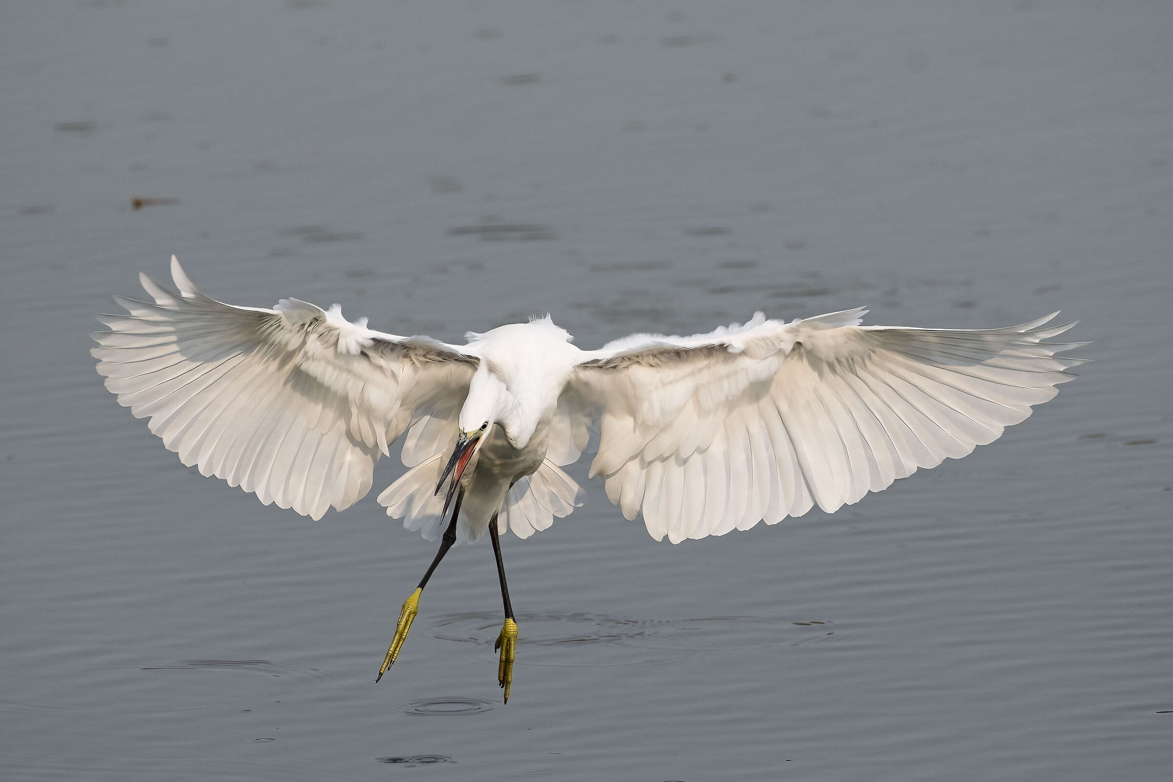 Little Egret (Egretta garzetta) Never seen so angry