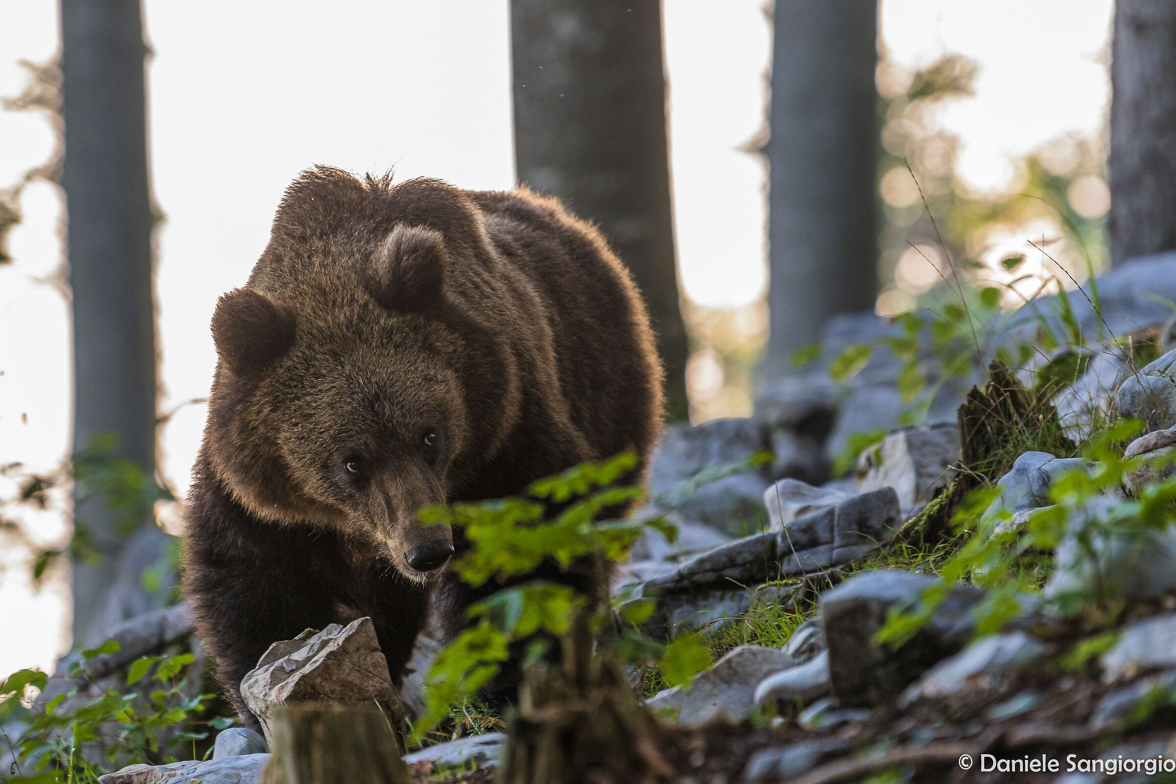 Bear look