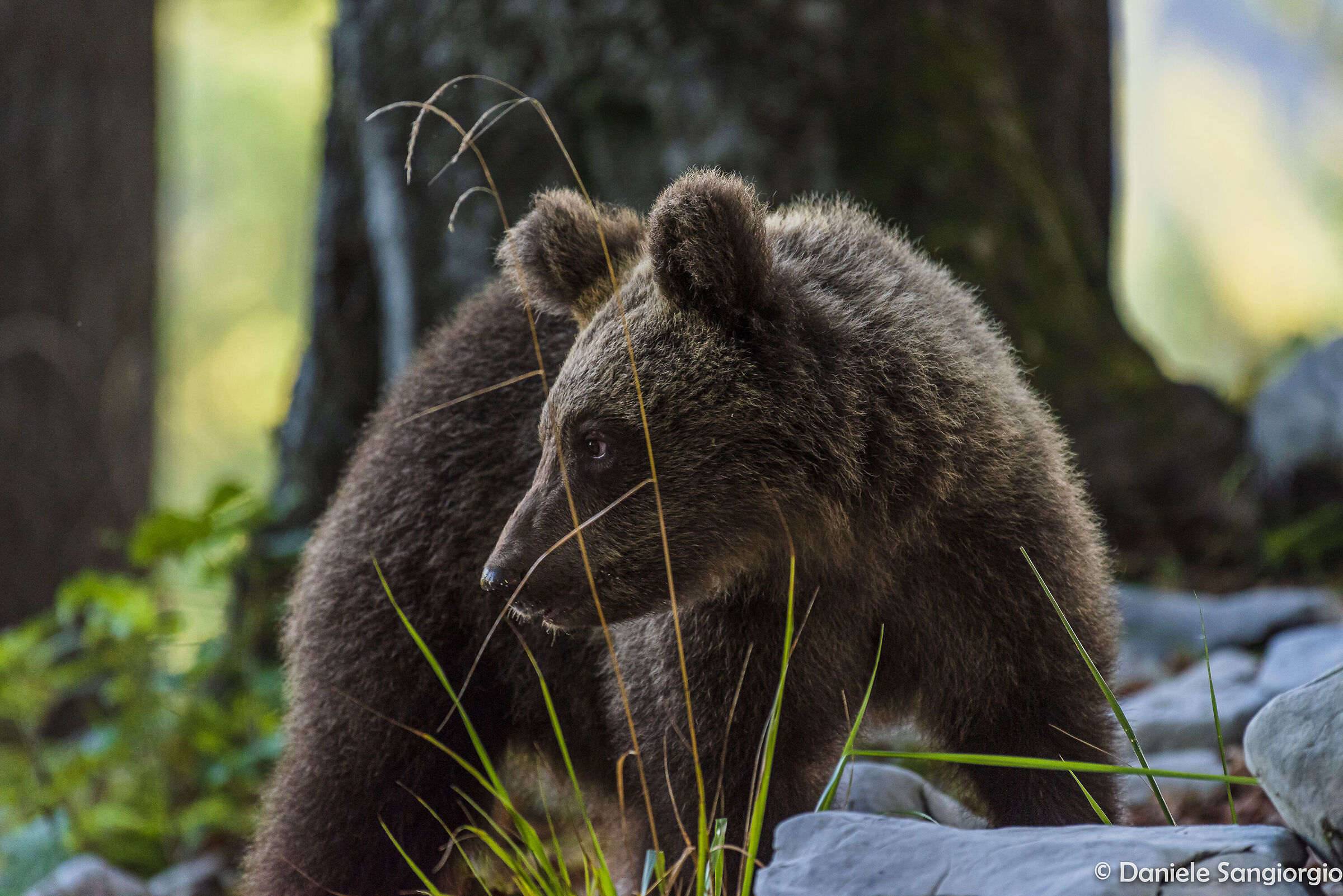 Bear's eye