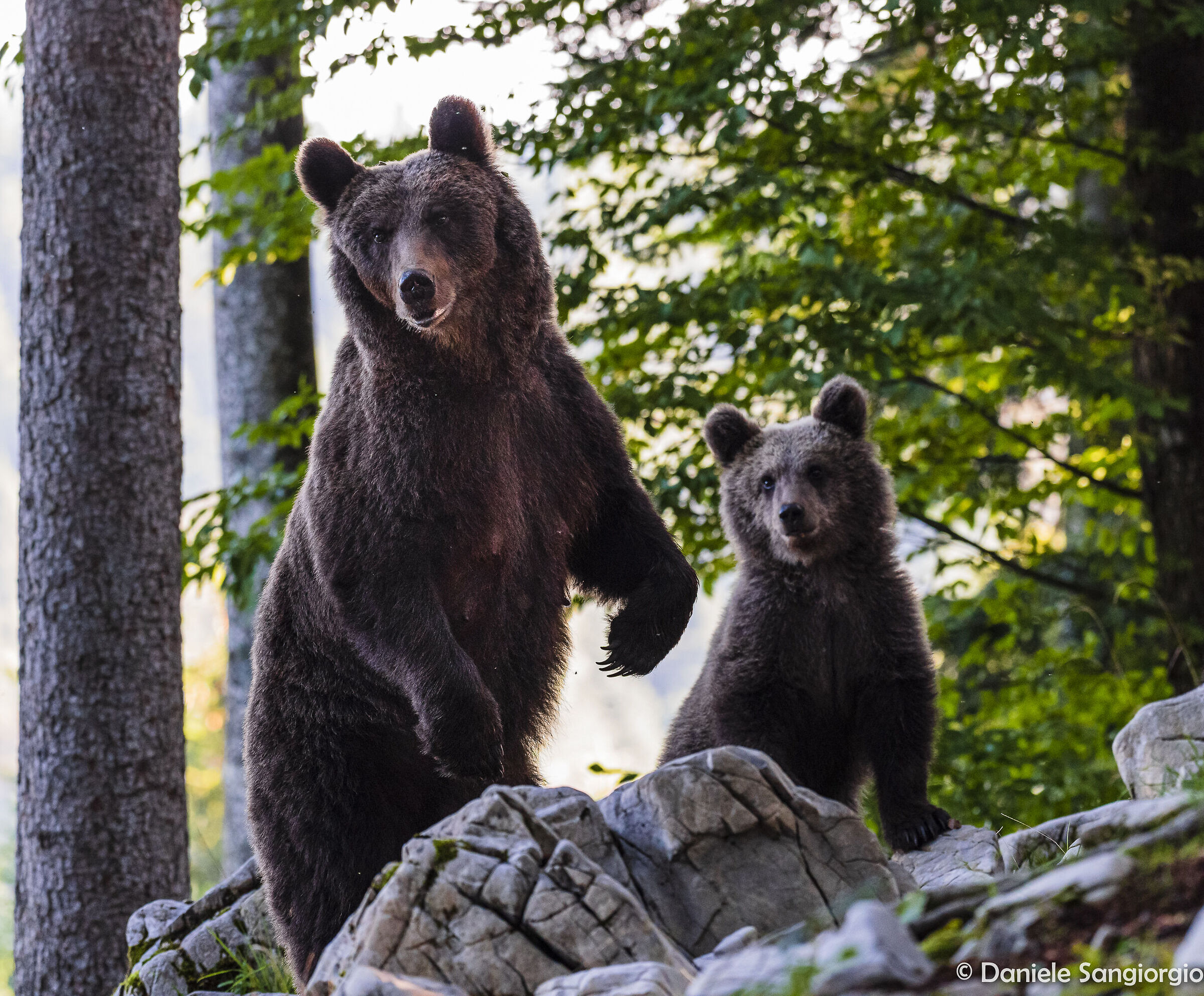 Bears standing