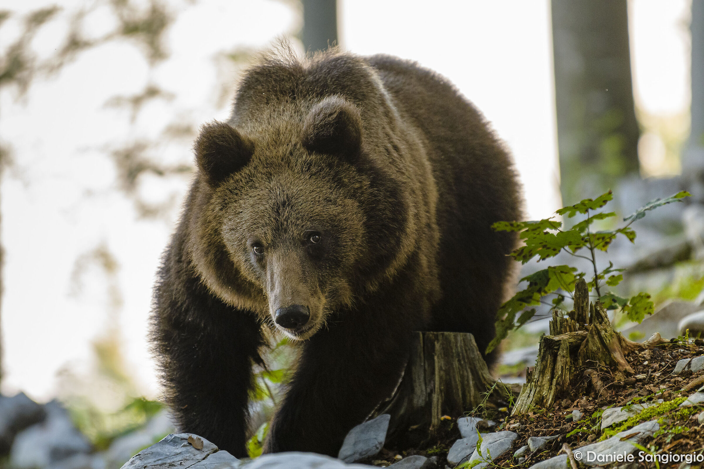 Glance bear's