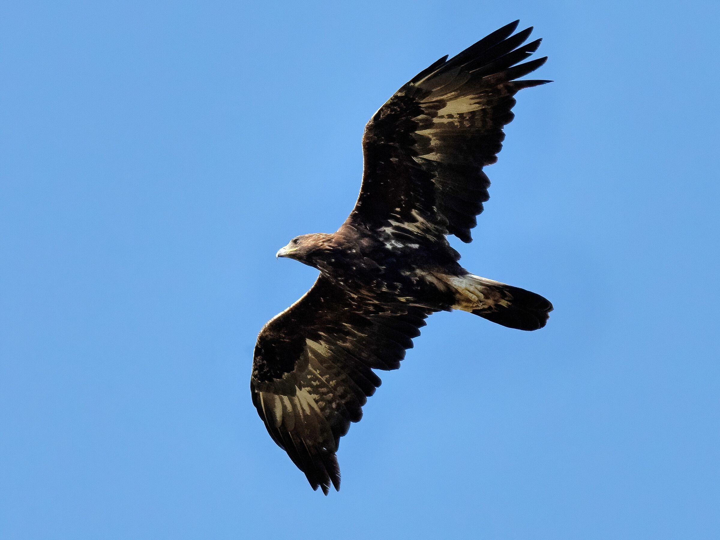Golden Eagle (Aquila chrysaetos)
