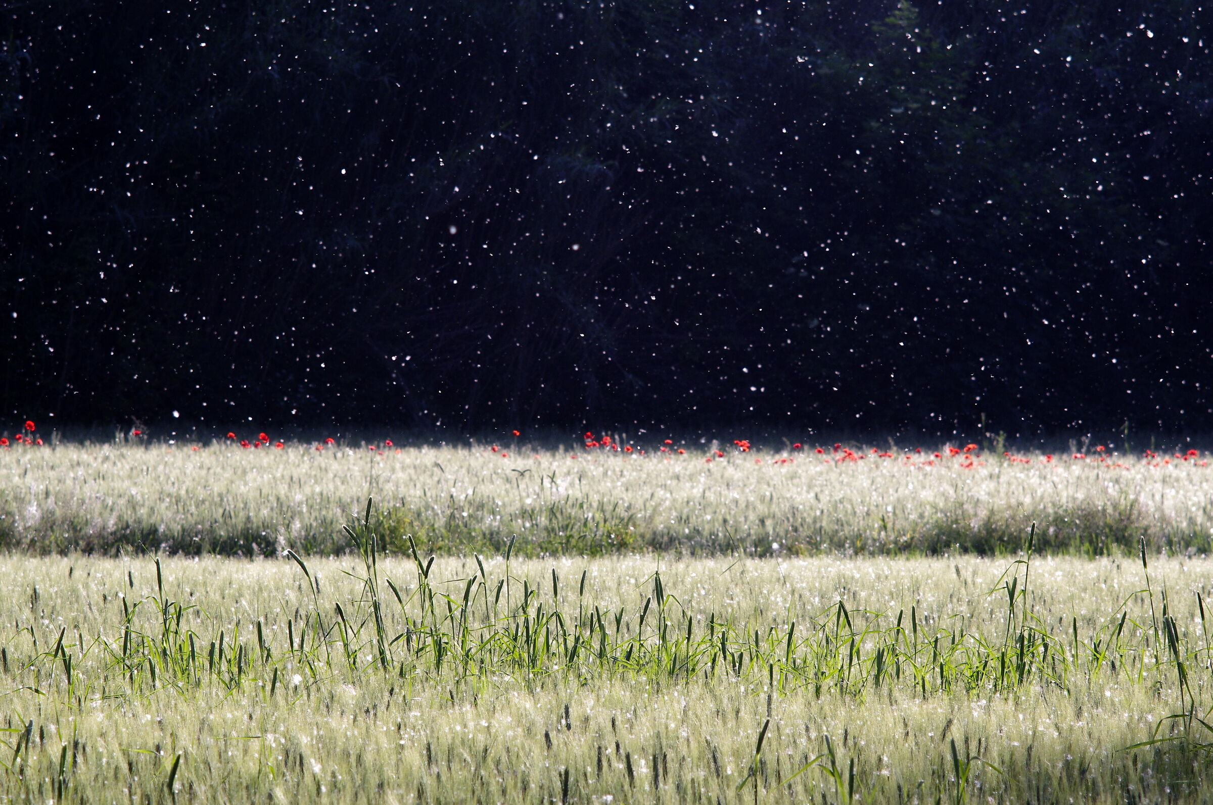 Spring snowfall