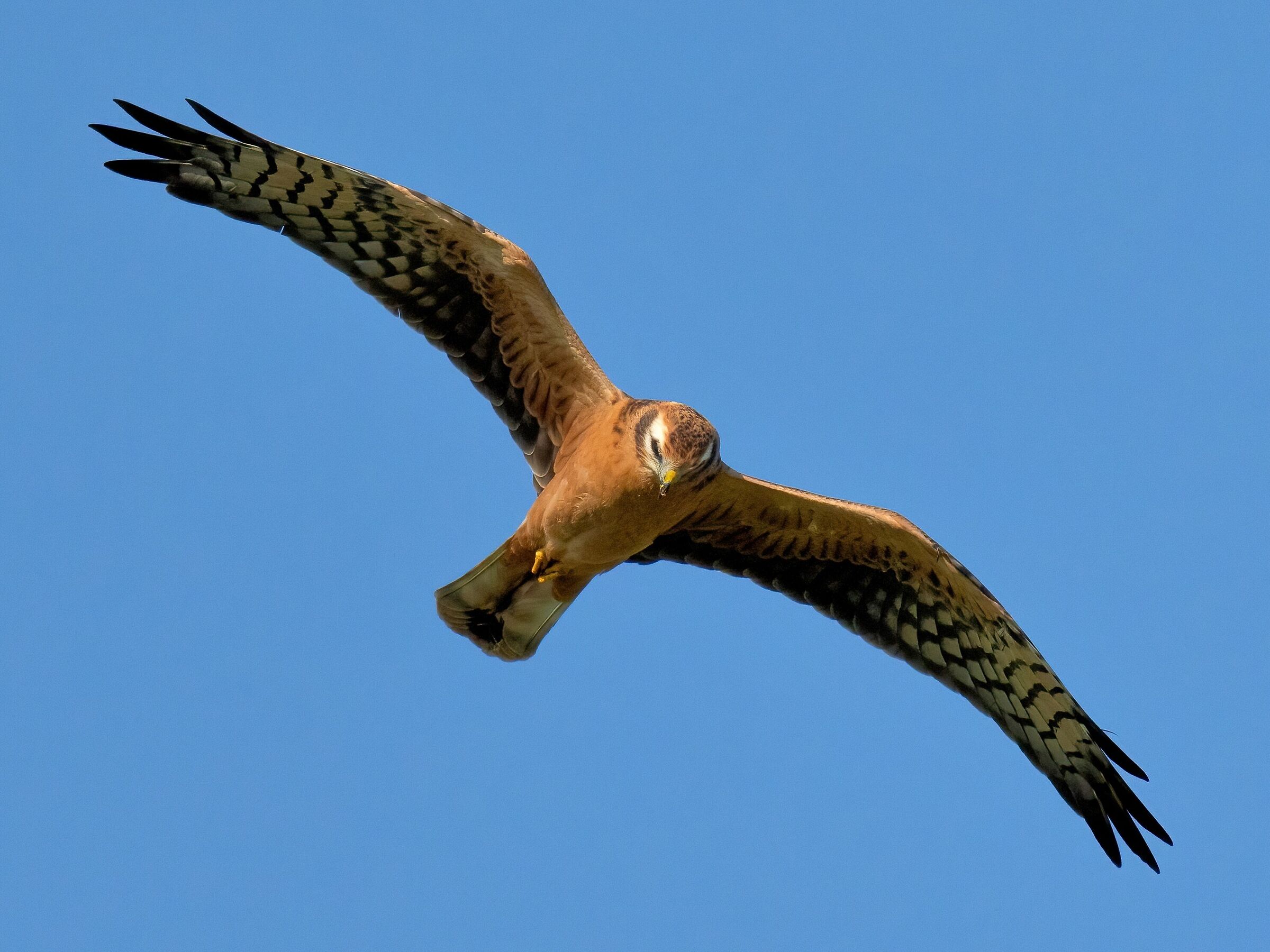 Pale Harrier (Circus macrourus) Juv,