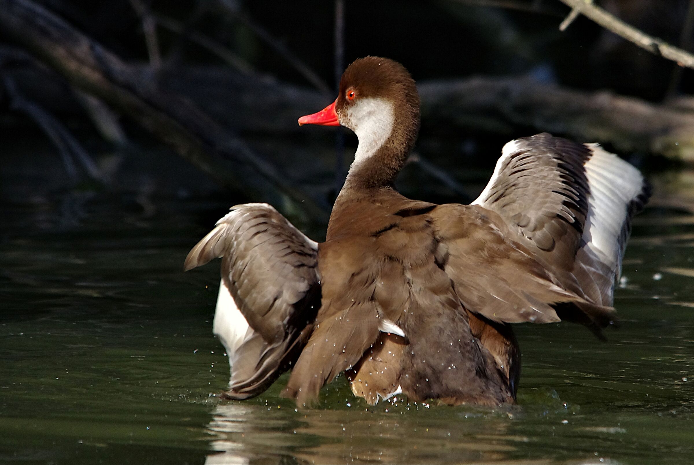 Red-crested pochard