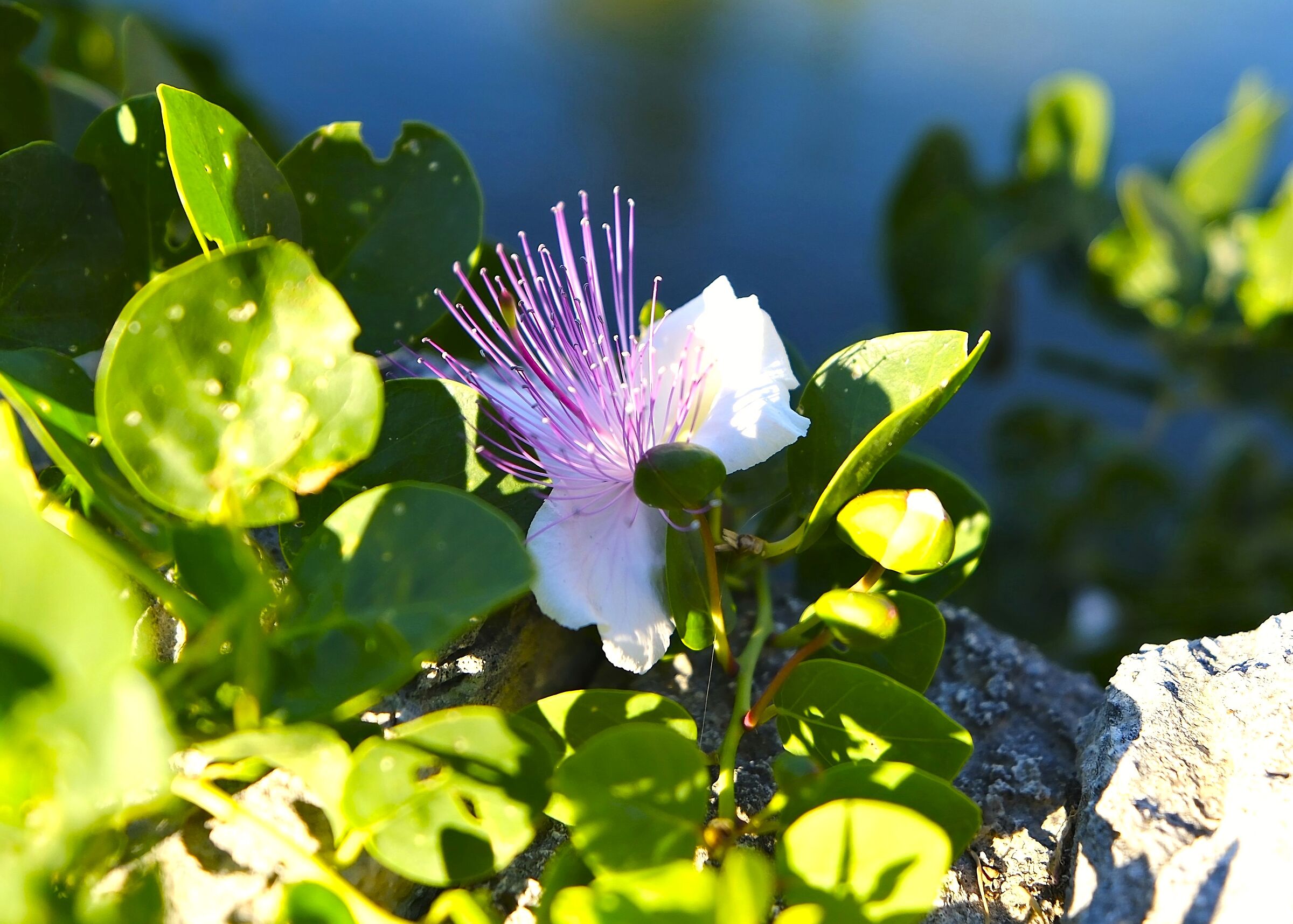 ...a Bagno Vignoni...