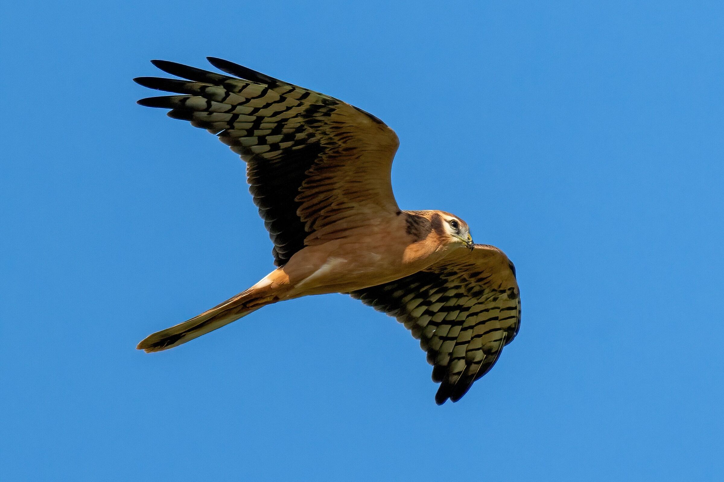 Pale Harrier (Circus macrourus) Juv.
