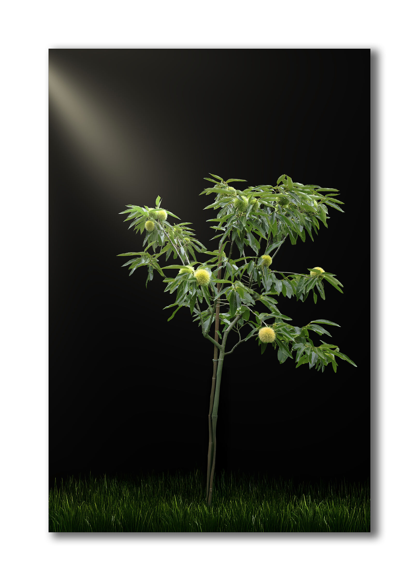 Young chestnut tree with first fruits