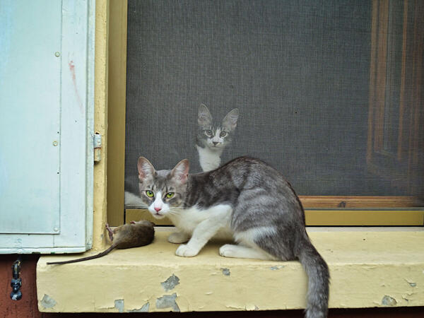 Foto
