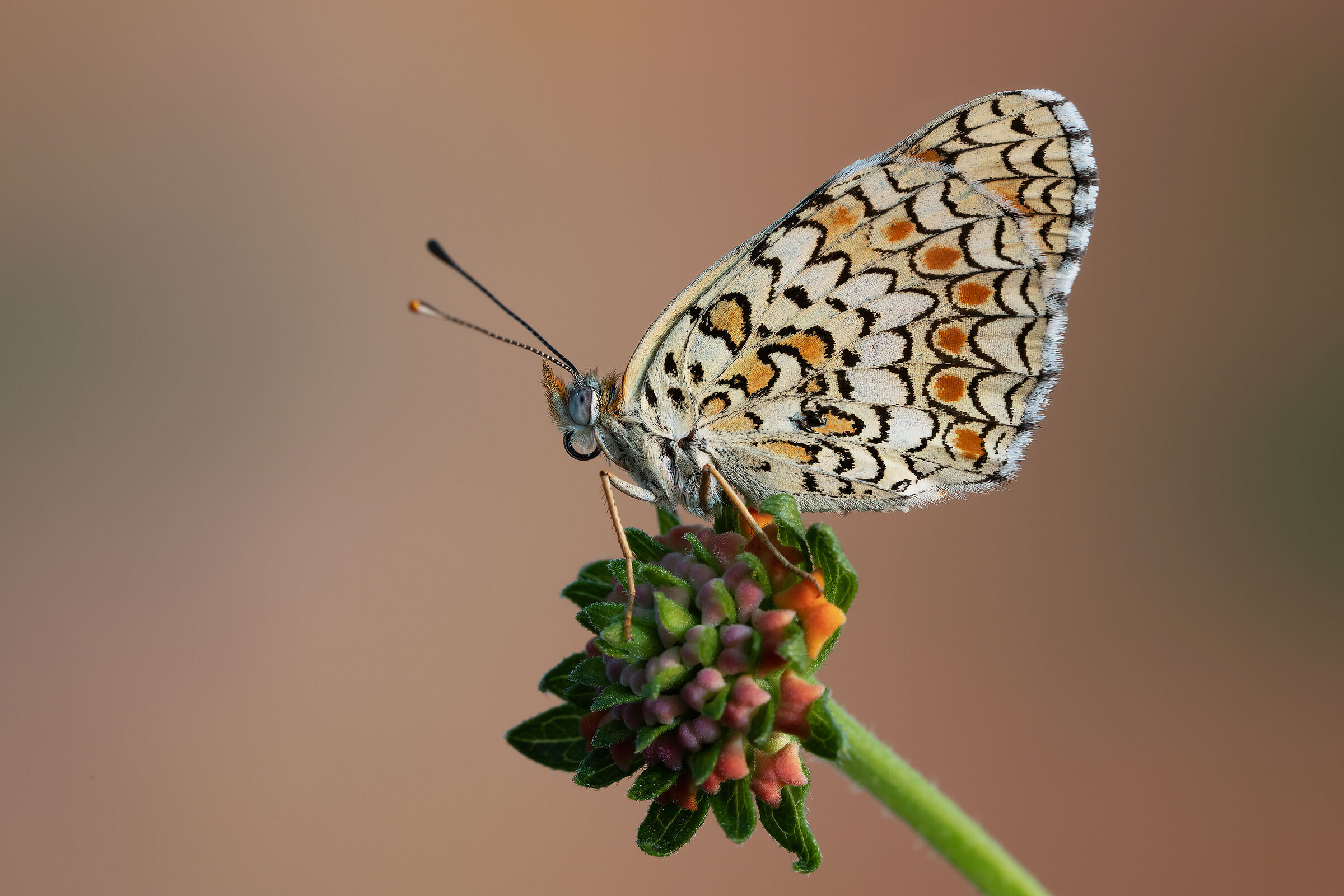 Melitaea