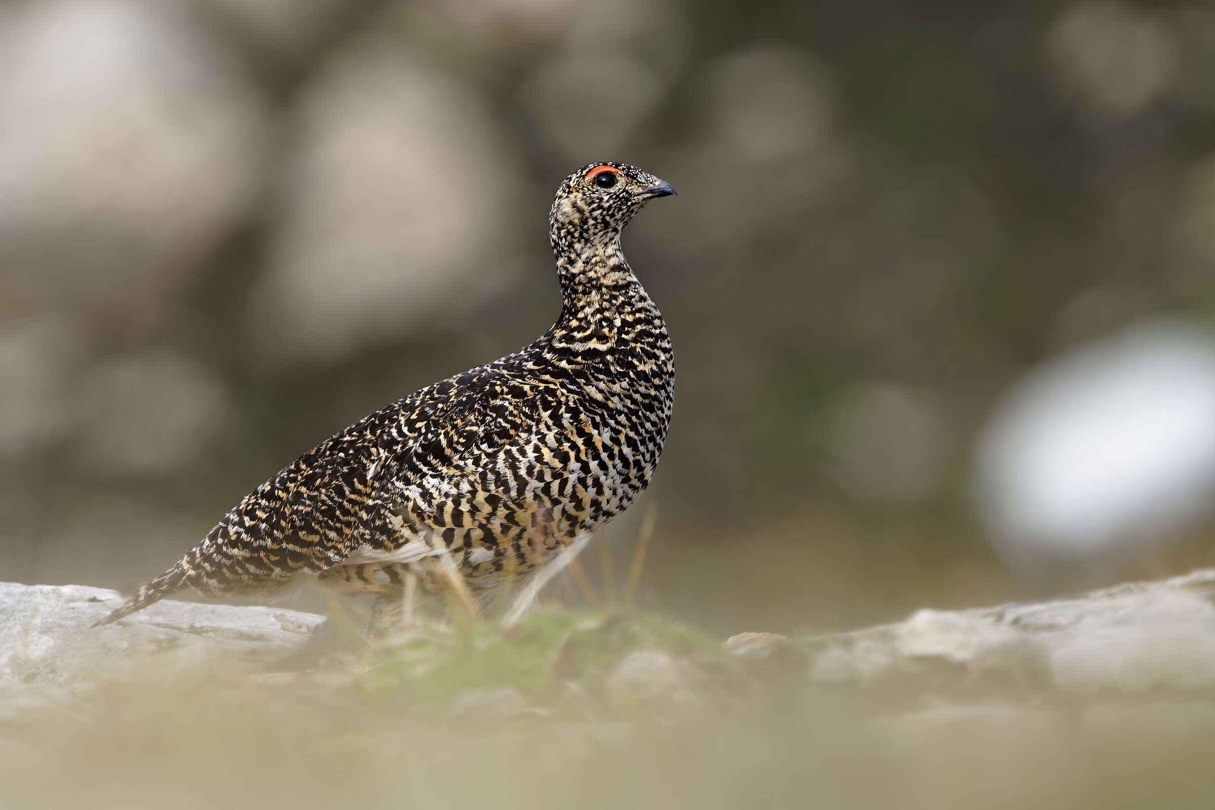 Pernice bianca (Lagopus muta) - Alti Tauri