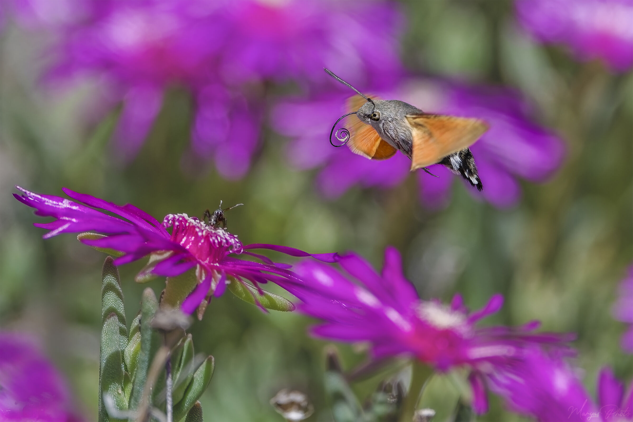 The Sphinx and the Ant 2