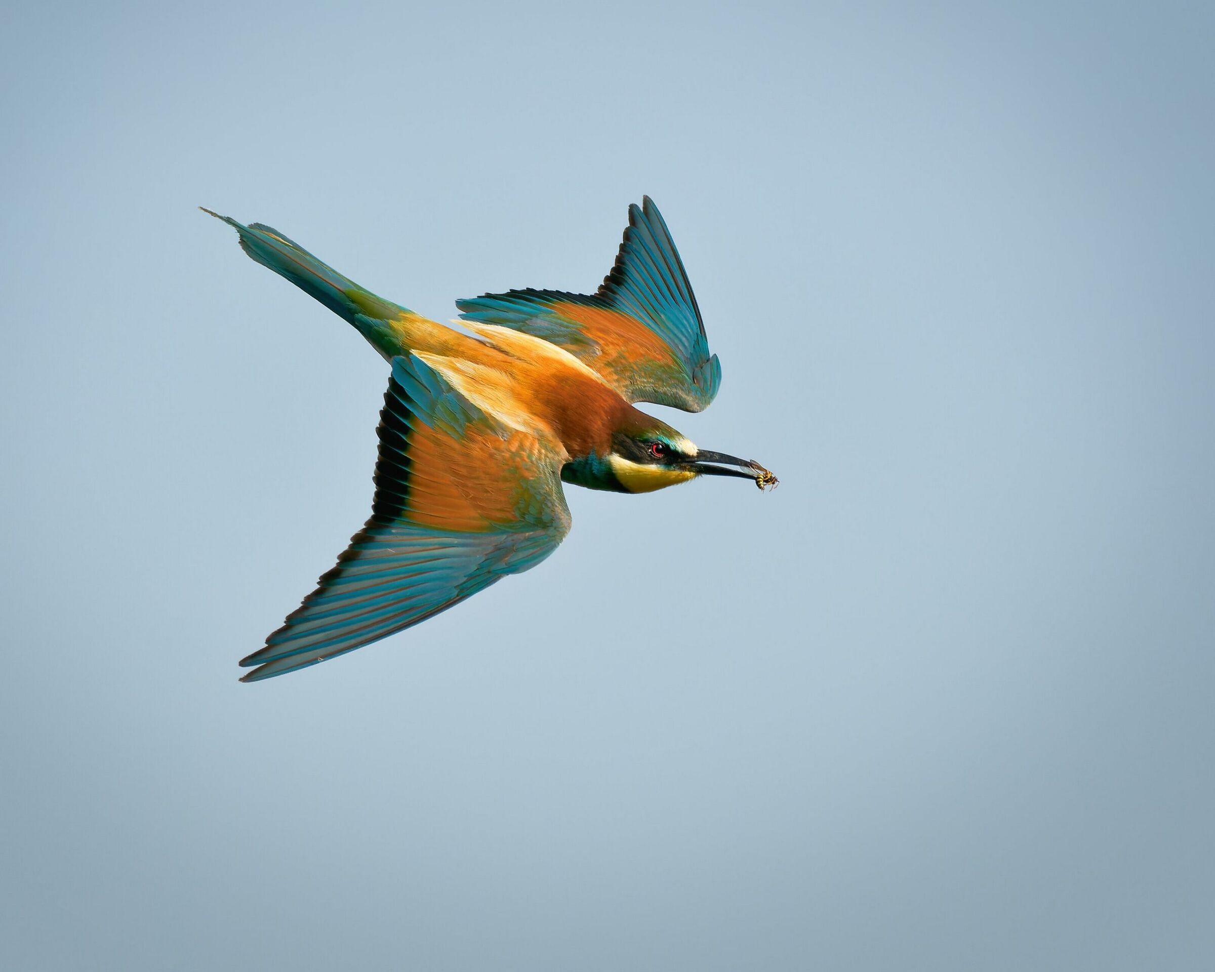 Bee-eater with prey