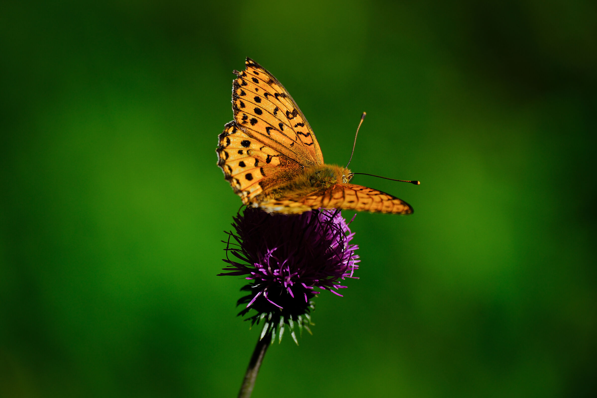 Mesoacidalia aglaja