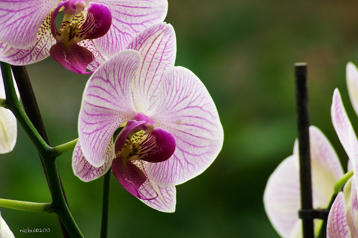 Orchids