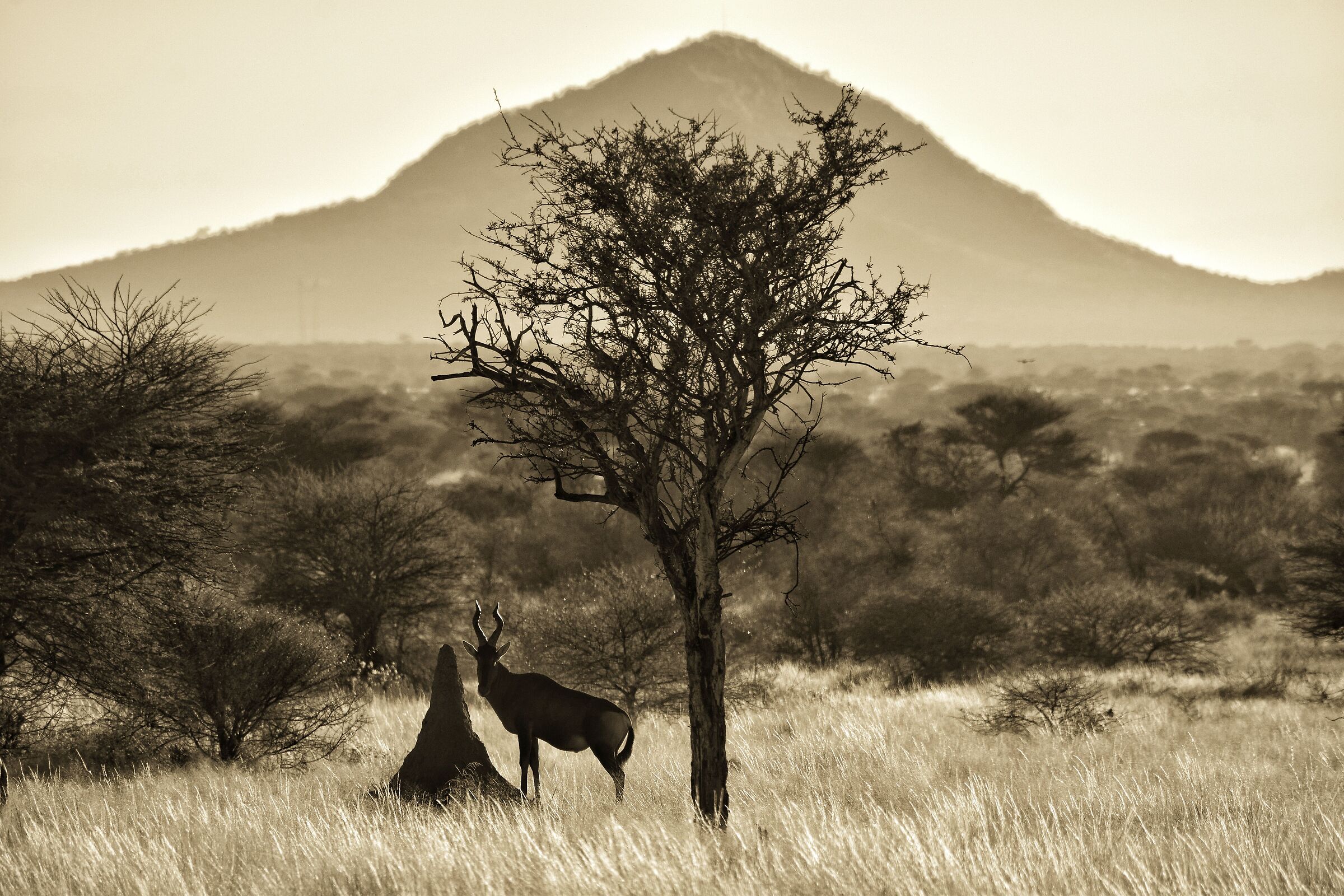 Live National Geograpich - Namibia