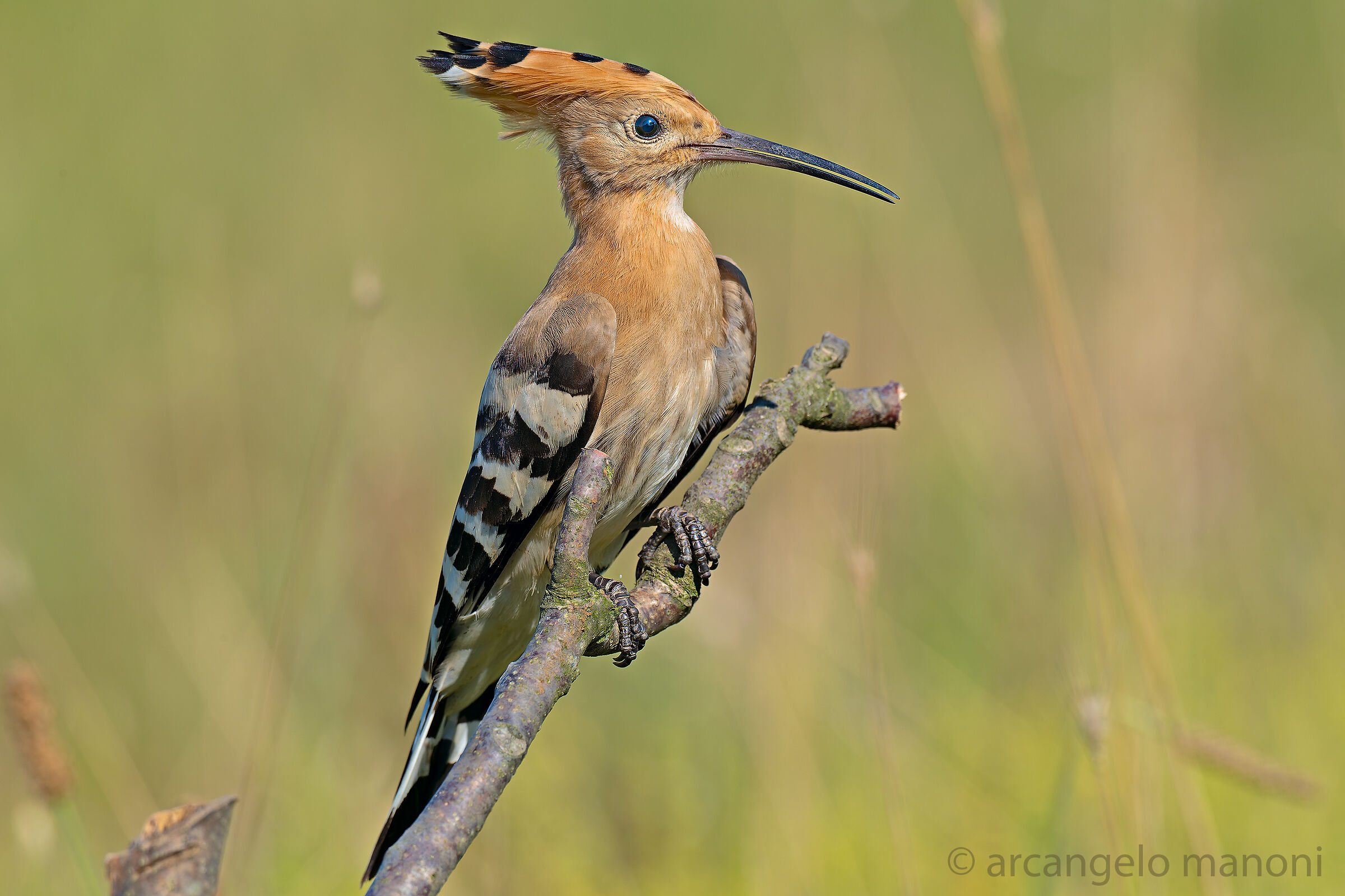 Il signore dal ciuffo
