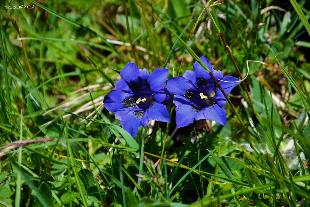 Gentians
