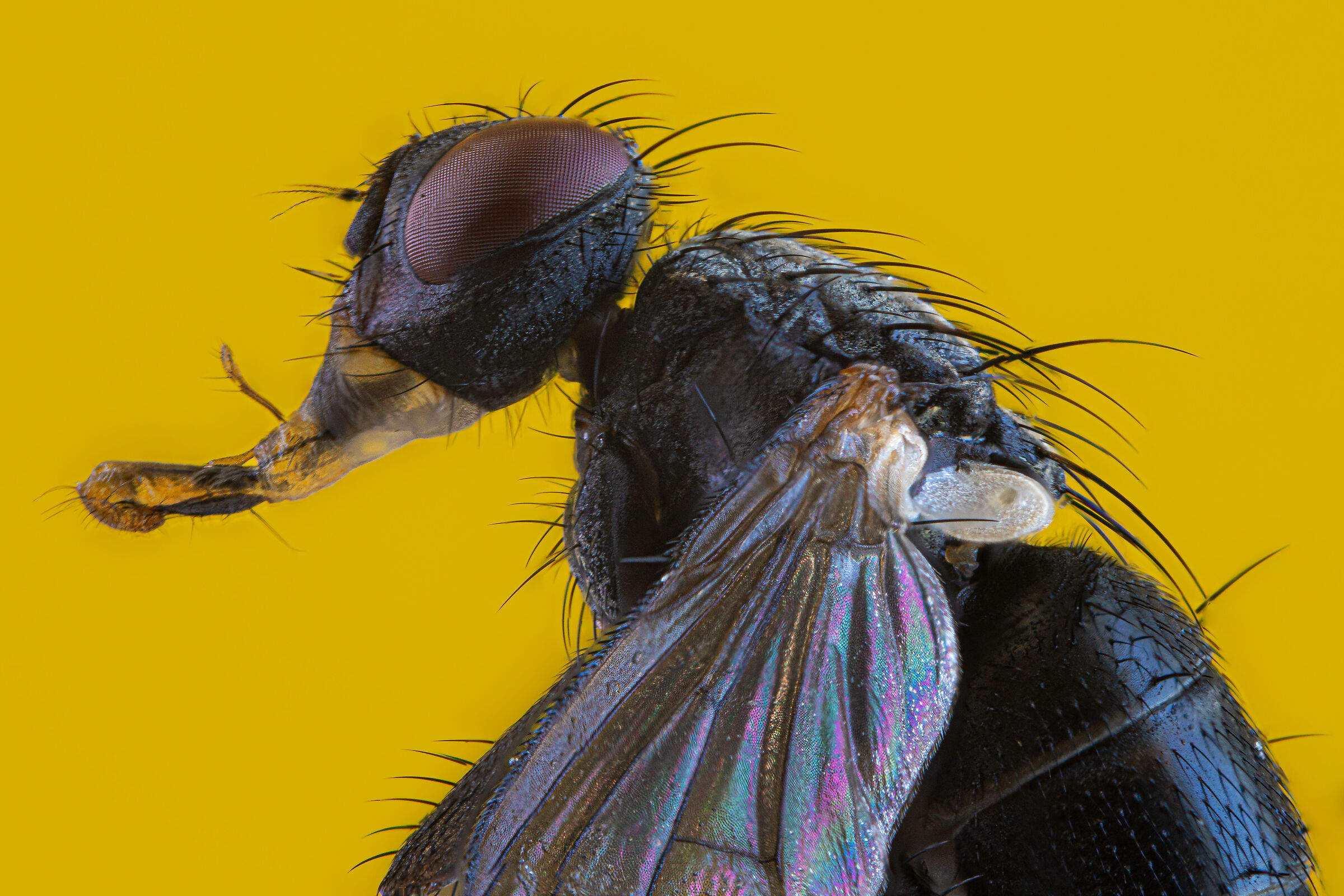 Molestatore casalingo