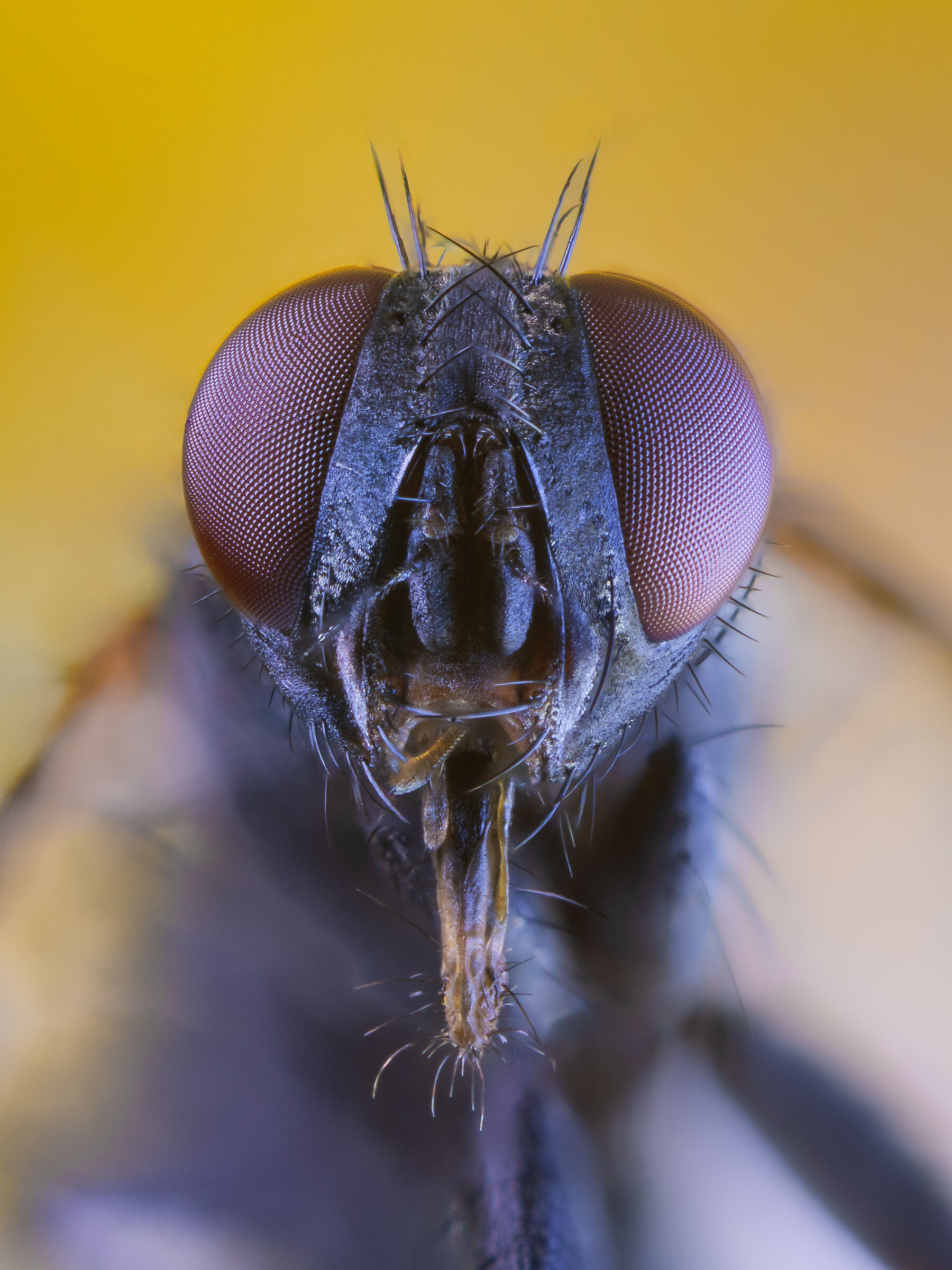 Molestatore casalingo