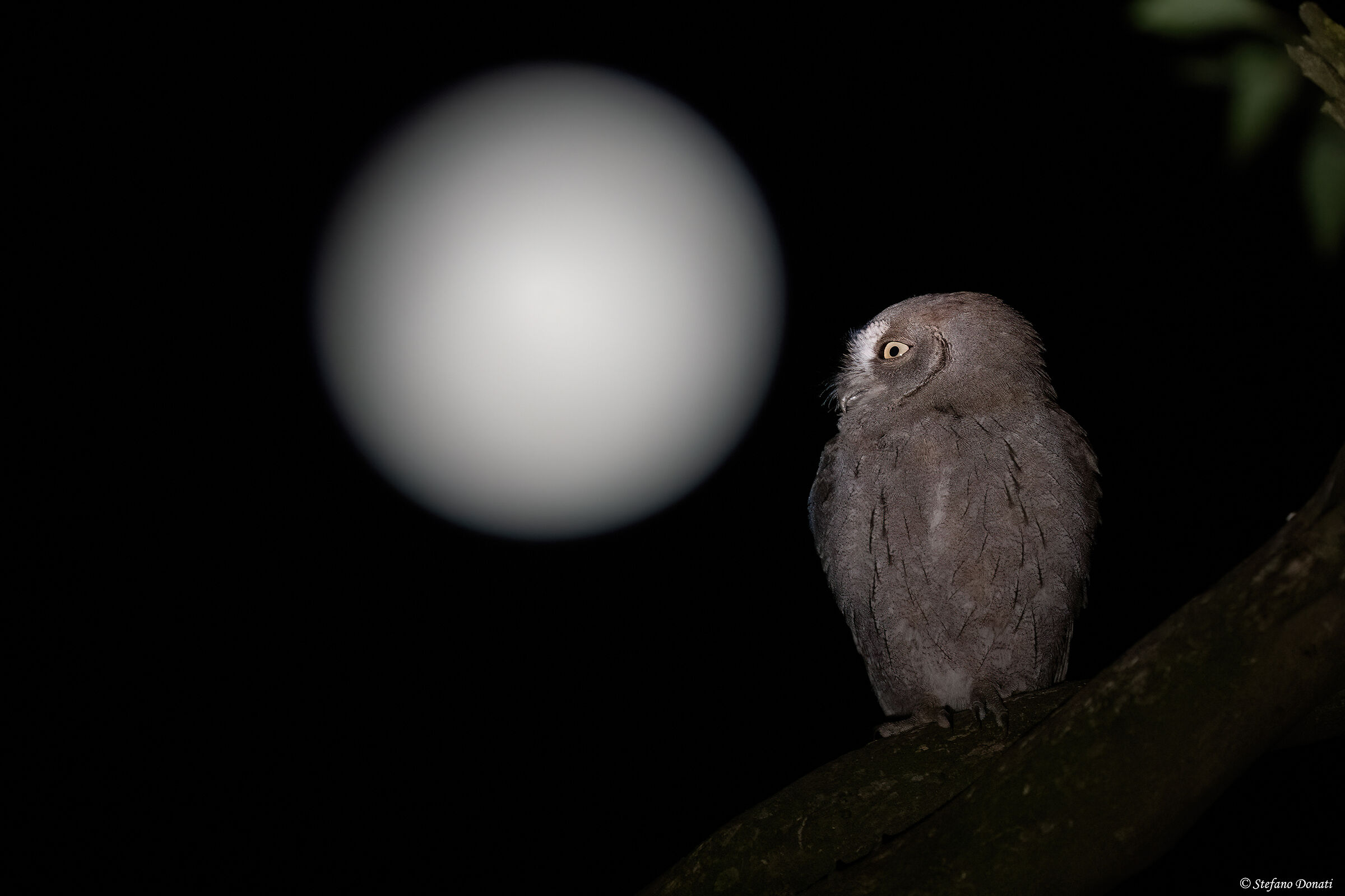 Dillo alla luna
