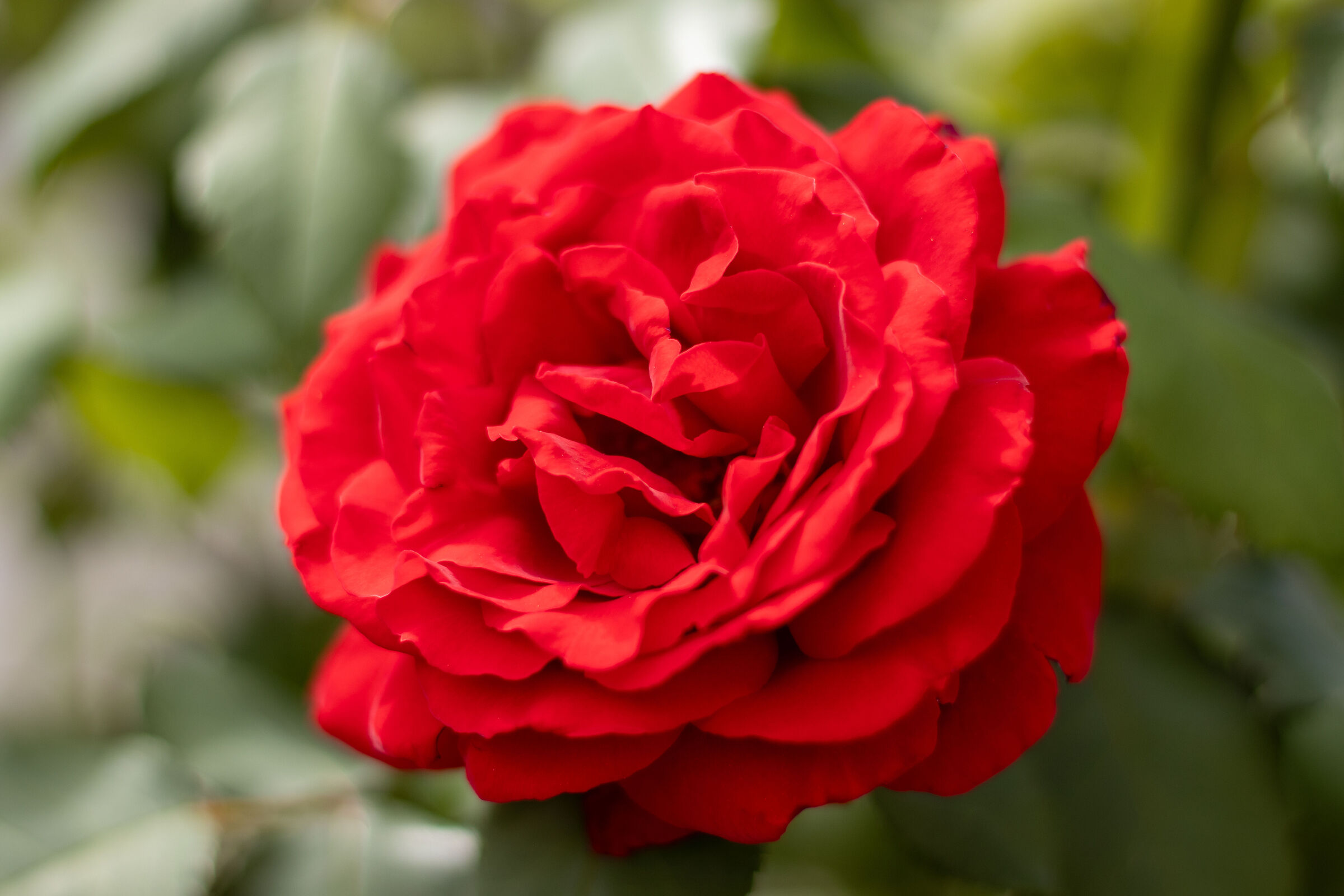 Rosa