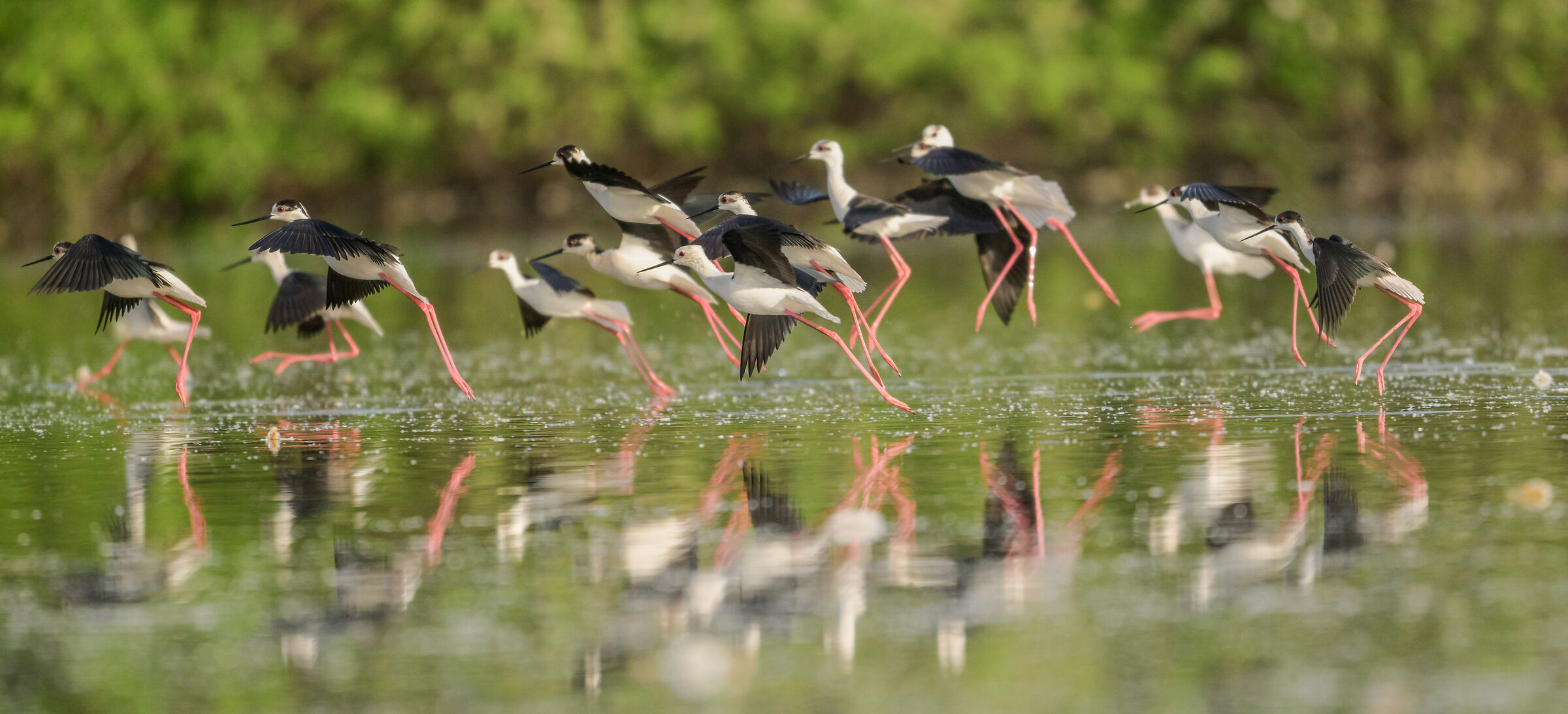black-winged stilts