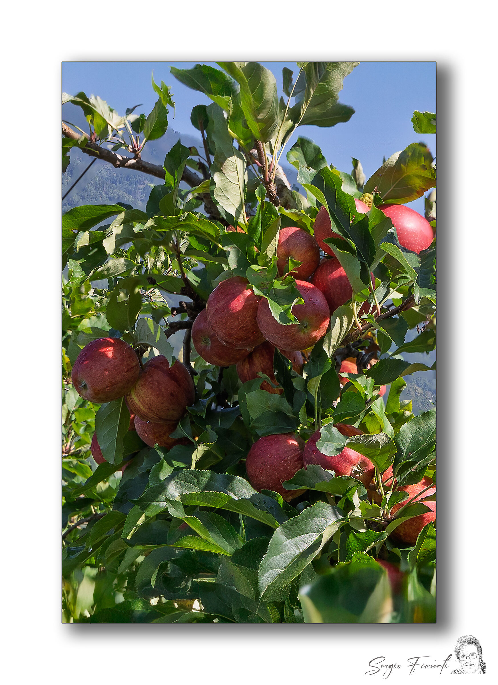 pronte per il raccolto