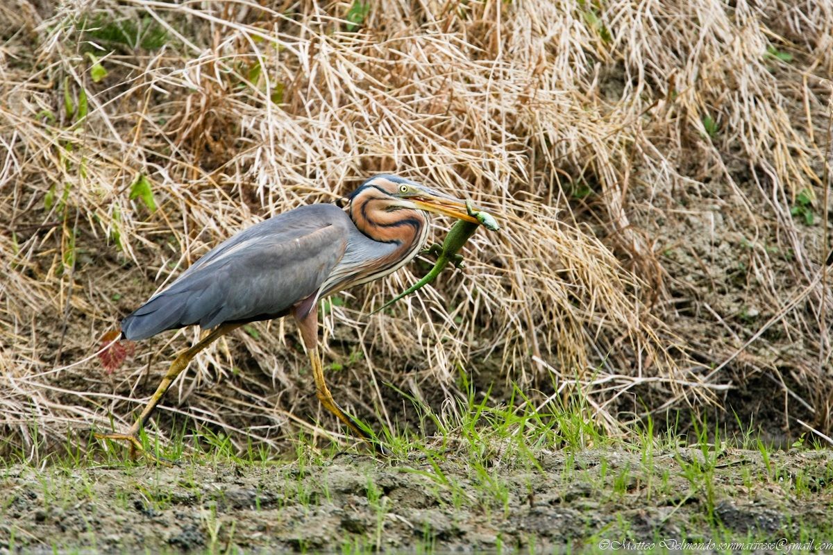 Purple Heron with prey 1