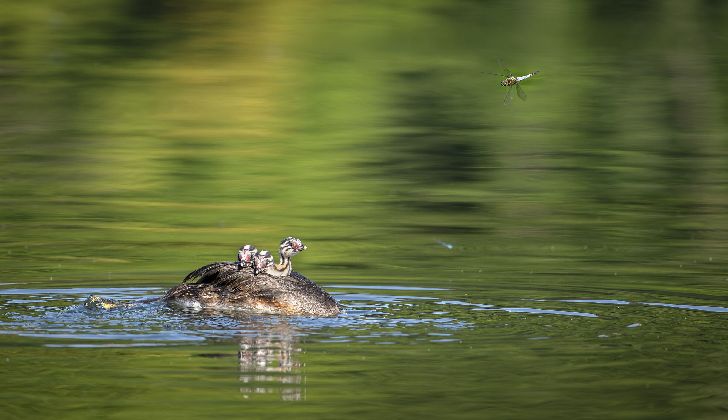 Grebe chicks