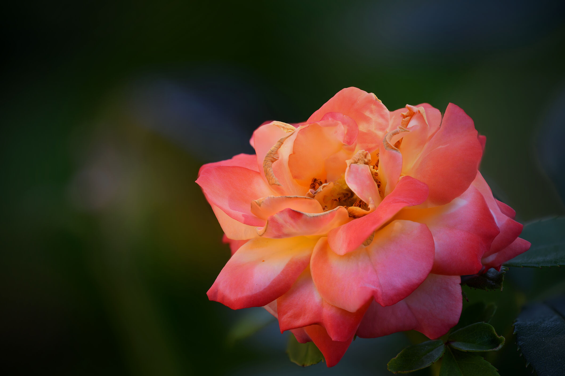 Rosellina