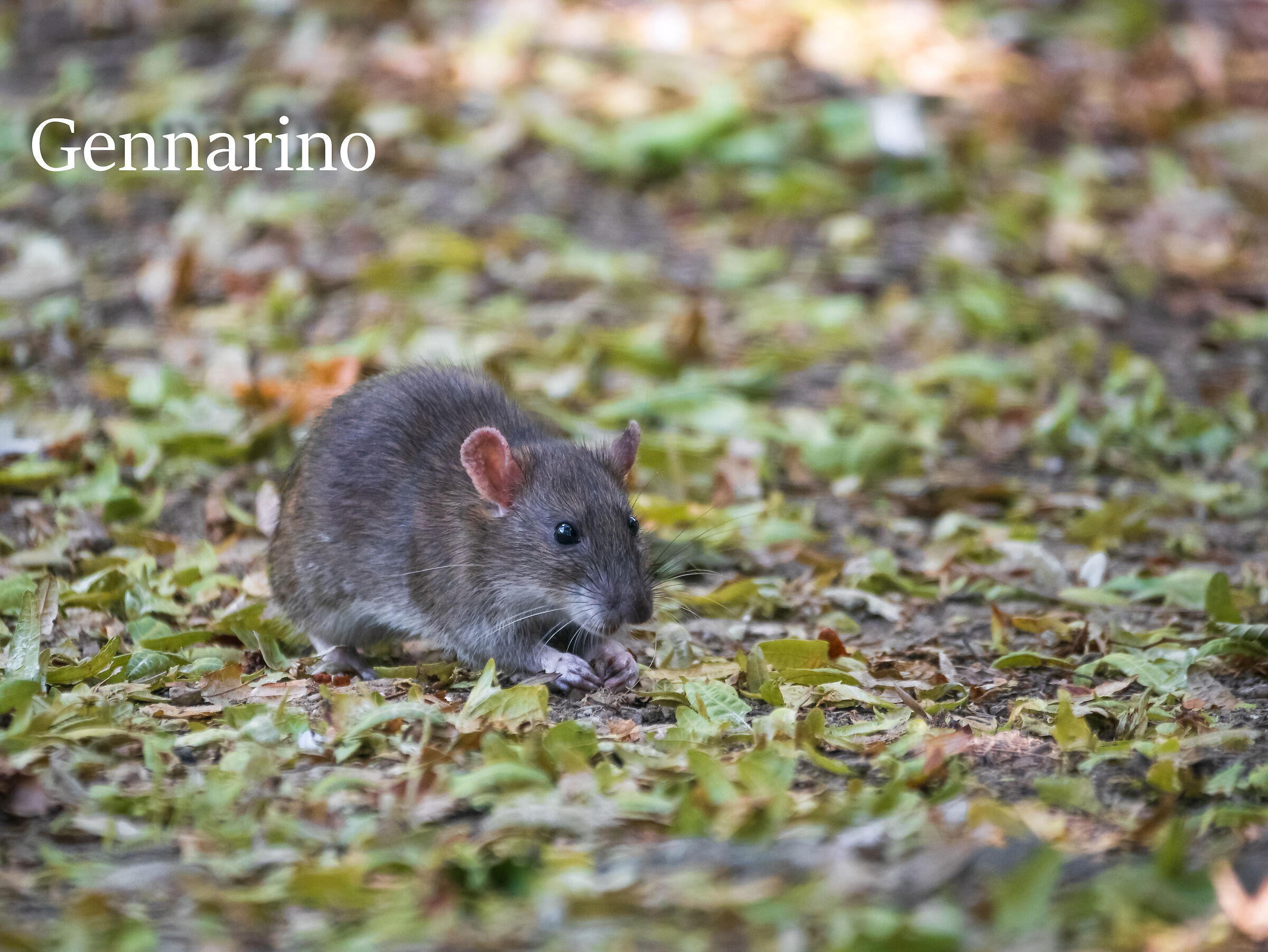 Gennarino...