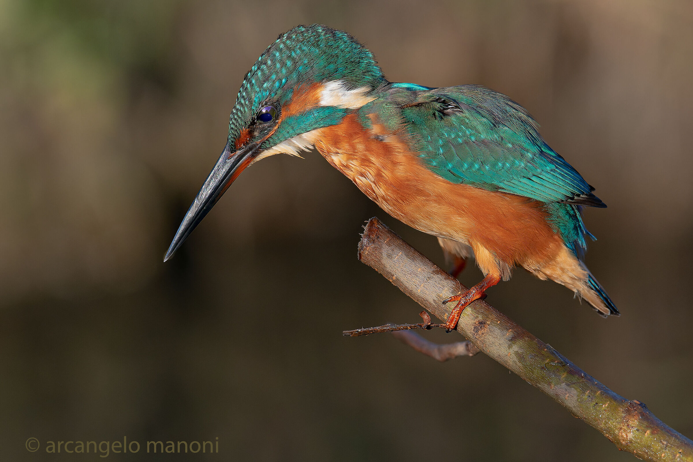 La postazione di pesca del martino