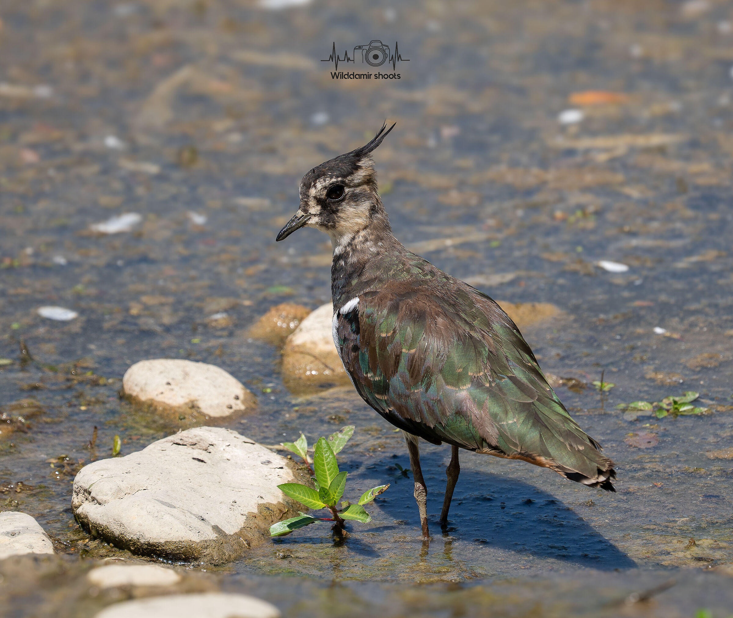 Lapwing
